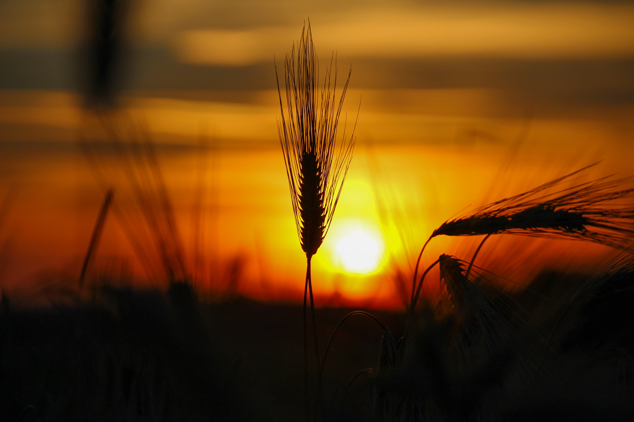 Canon EOS 100D (EOS Rebel SL1 / EOS Kiss X7) sample photo. Sunset over barley fields in normandy photography
