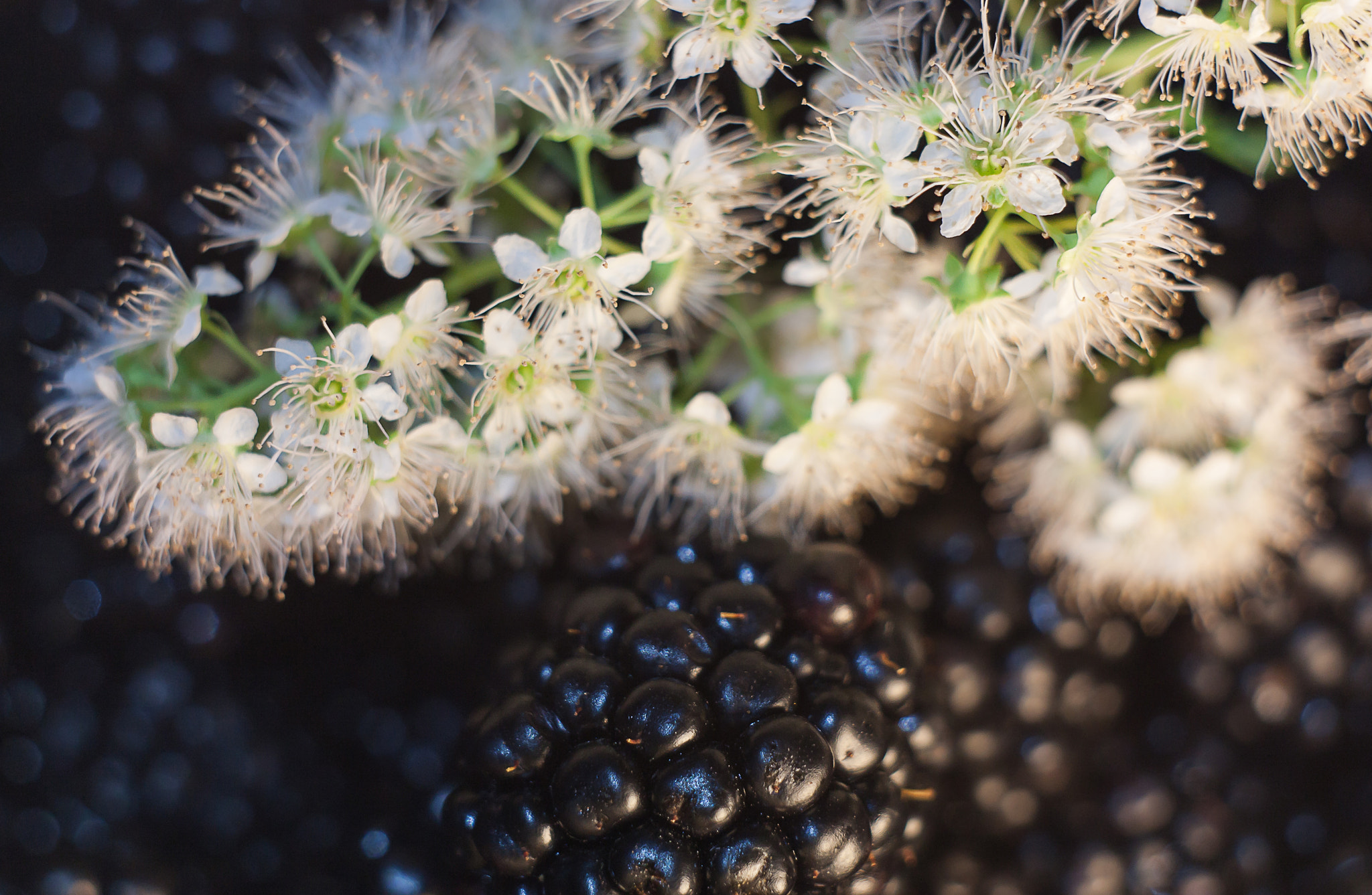 Canon EF 35-80mm f/4-5.6 sample photo. Вlackberry&flowers photography