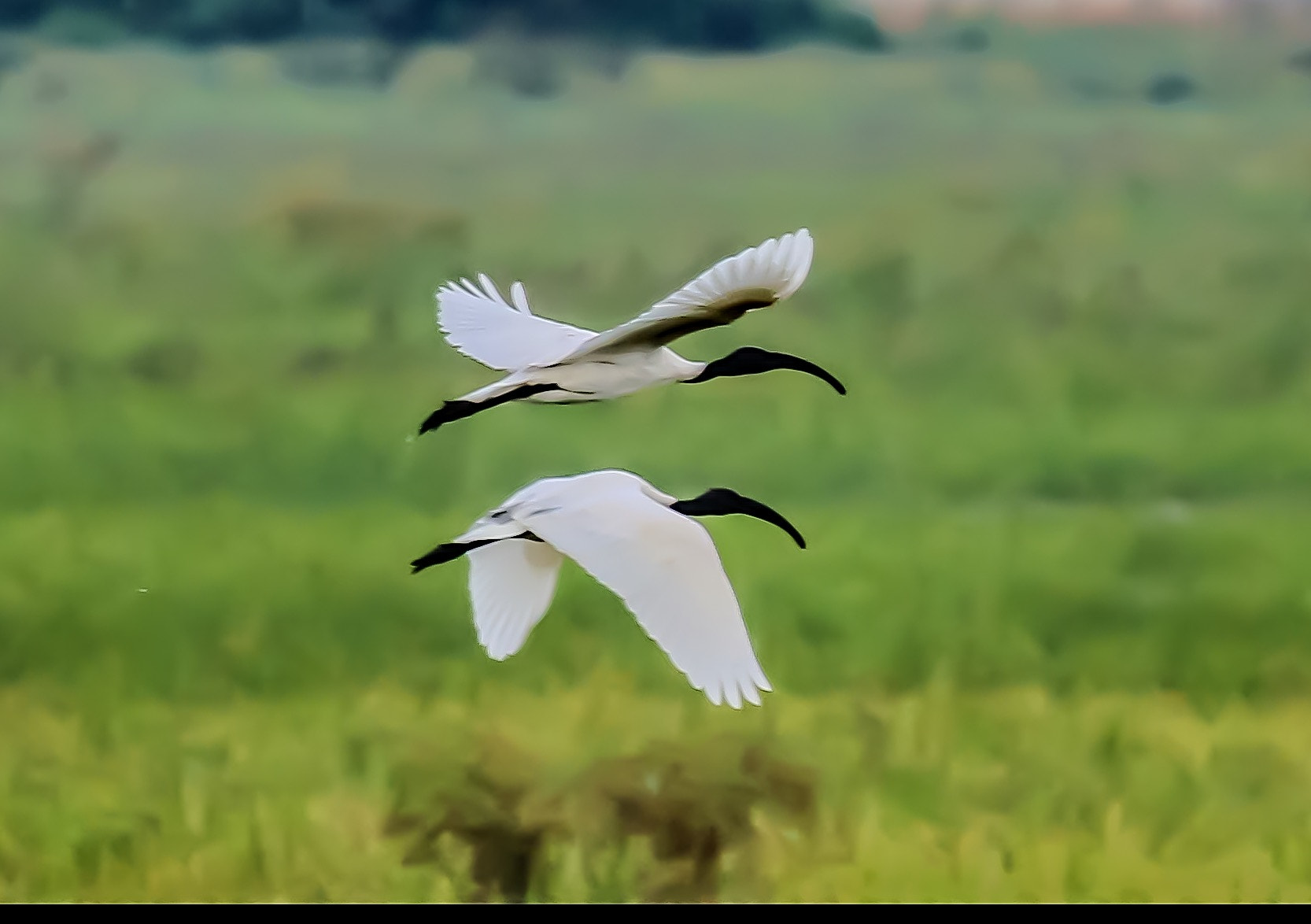 Canon EF 100-400mm F4.5-5.6L IS USM sample photo