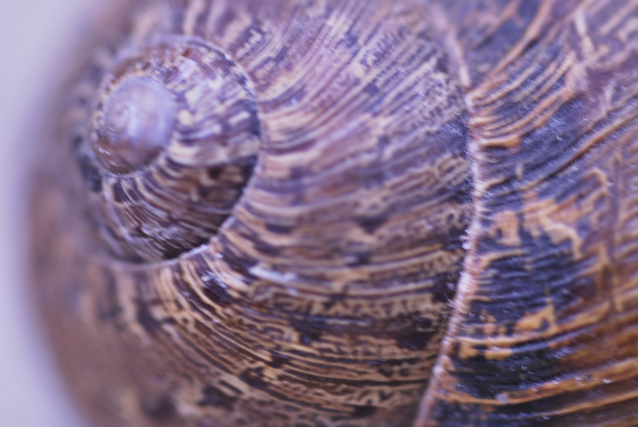 Sigma 105mm F2.8 EX DG Macro sample photo. Snail photography