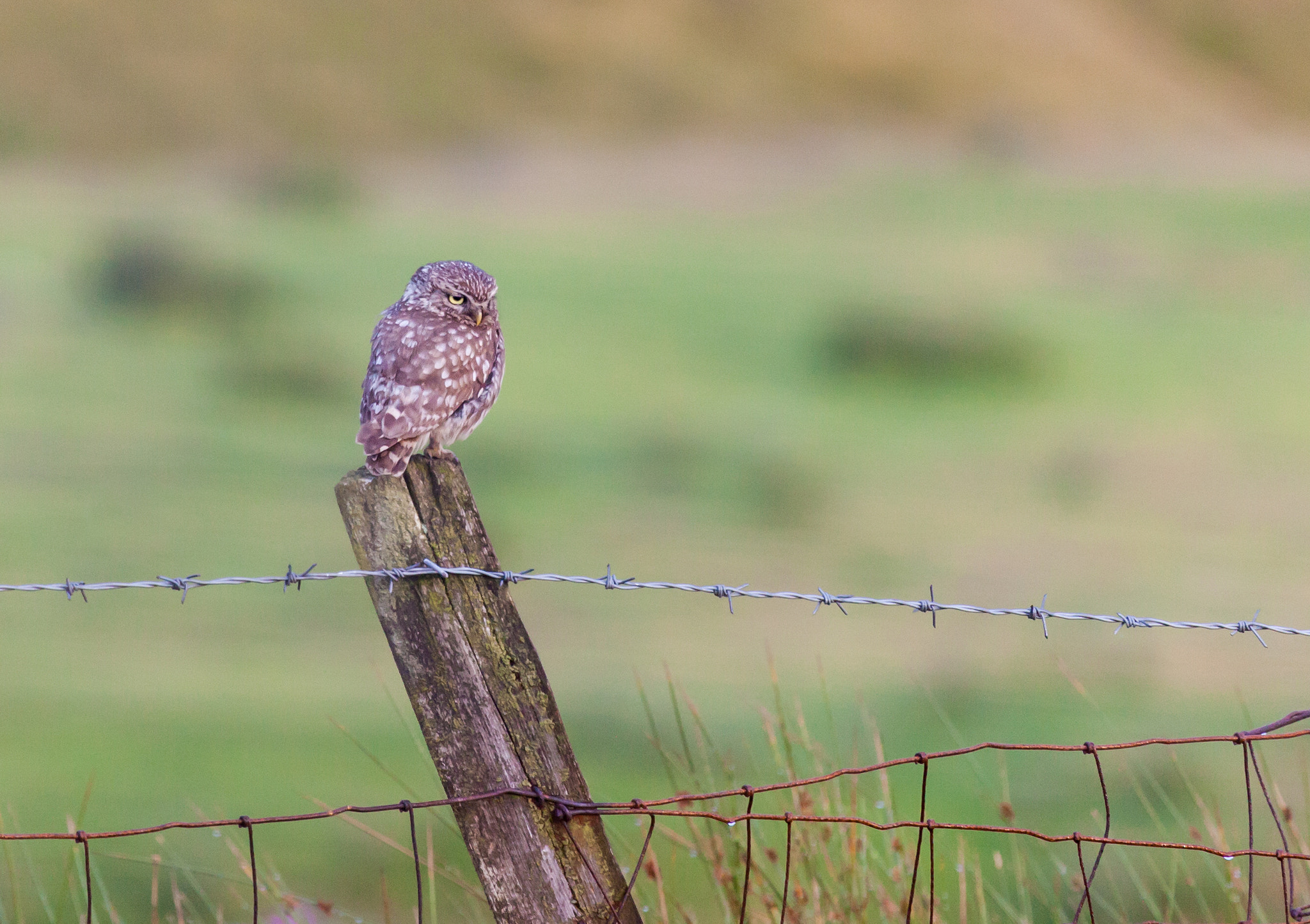Canon EF 100-400mm F4.5-5.6L IS USM sample photo. Little owl perched photography