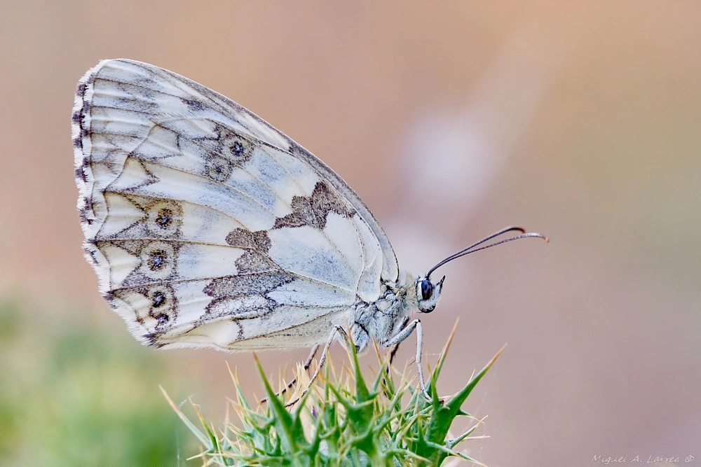 Sony ILCA-77M2 sample photo. Melanargia lachesis photography