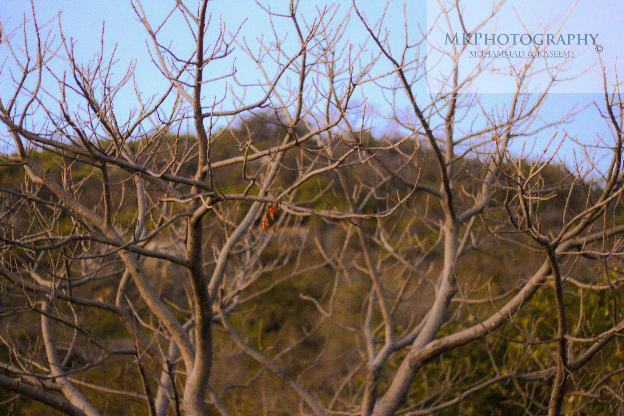 Canon EOS 700D (EOS Rebel T5i / EOS Kiss X7i) + Canon EF 50mm F1.8 II sample photo. Tree of revenge photography