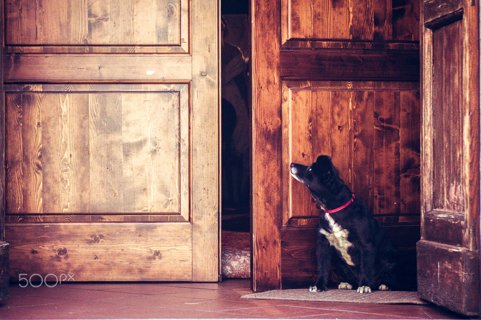 Canon EF 28-80mm f/3.5-5.6 sample photo. Dog waiting photography