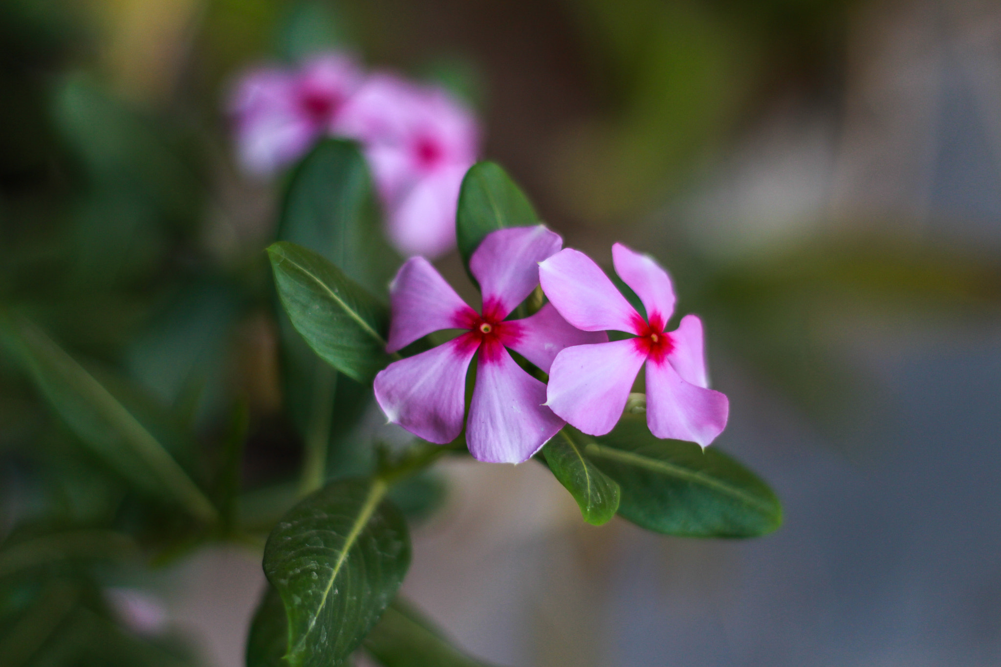 Canon EOS 700D (EOS Rebel T5i / EOS Kiss X7i) + Canon EF 50mm F1.8 II sample photo. Light violet photography