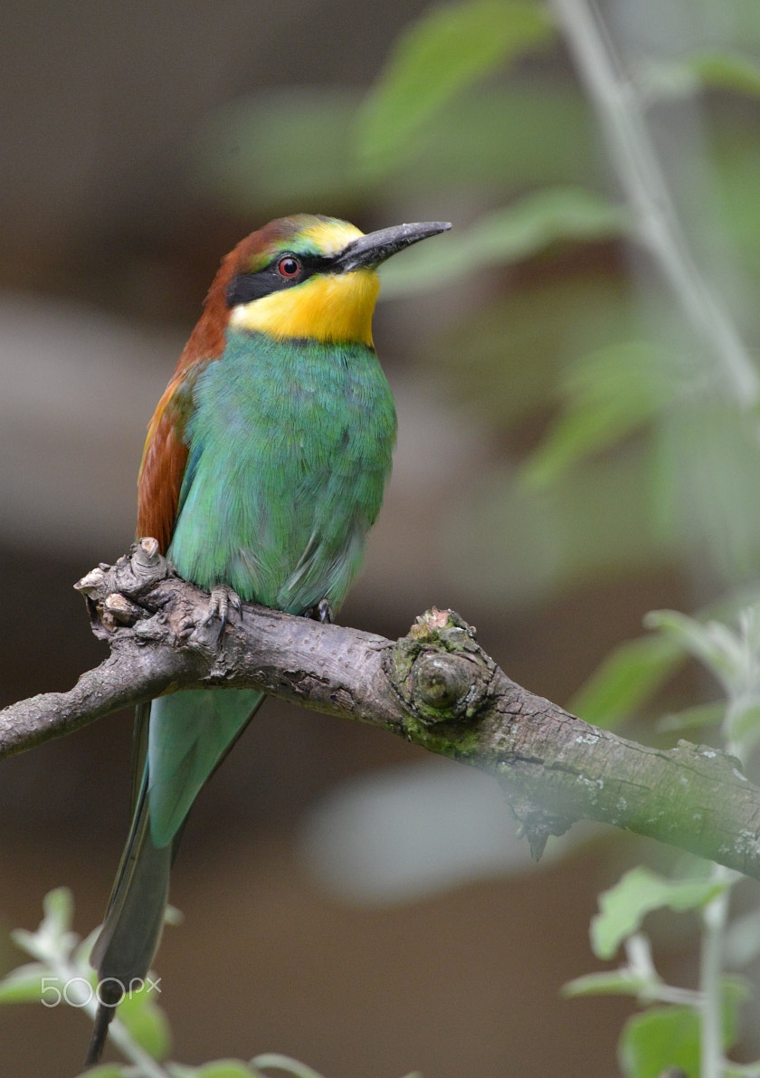 Nikon D800 + Nikon AF-S Nikkor 400mm F2.8G ED VR II sample photo. Dsc_8470.jpg photography