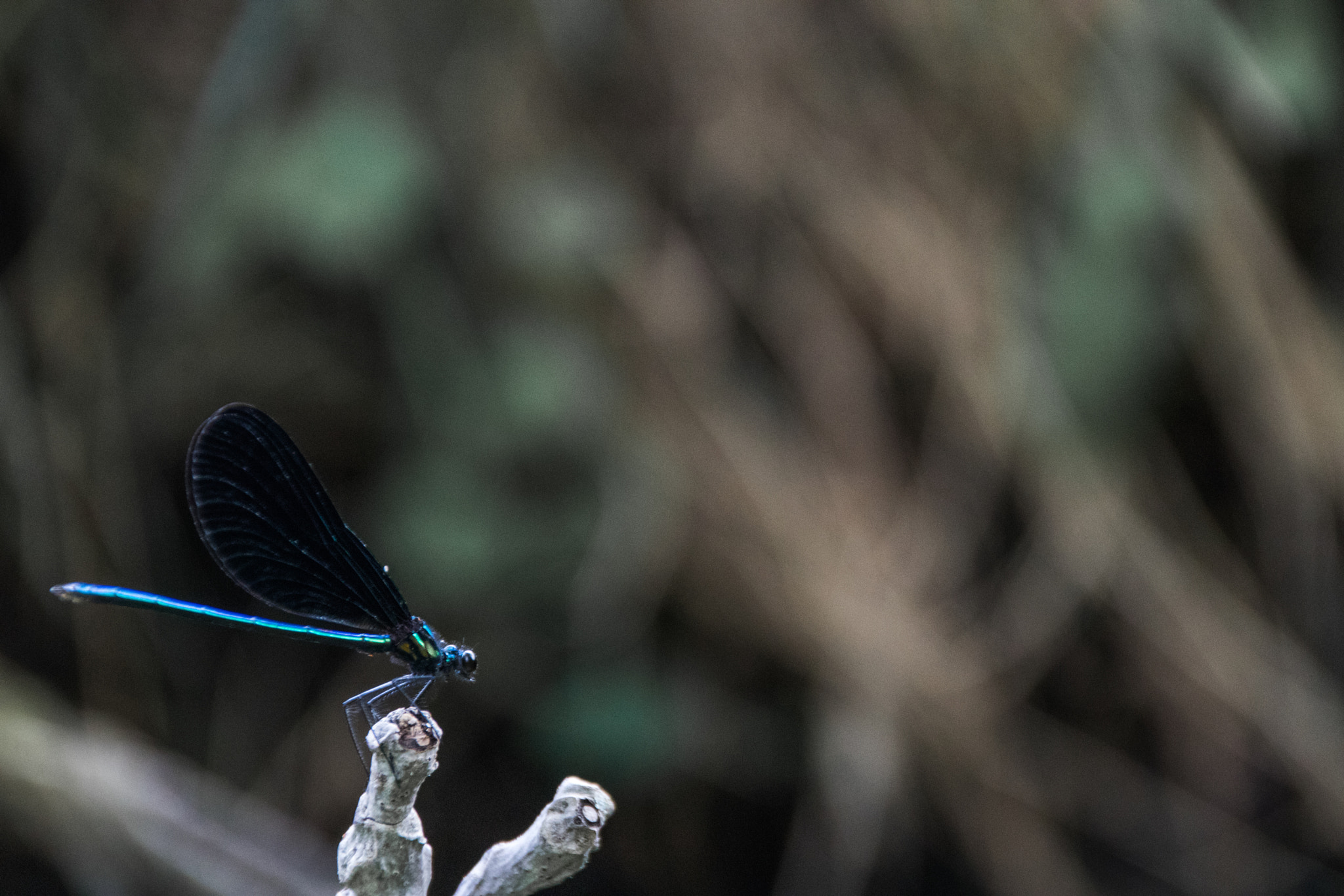 Sigma 18-250mm F3.5-6.3 DC OS HSM sample photo. Dragon fly photography