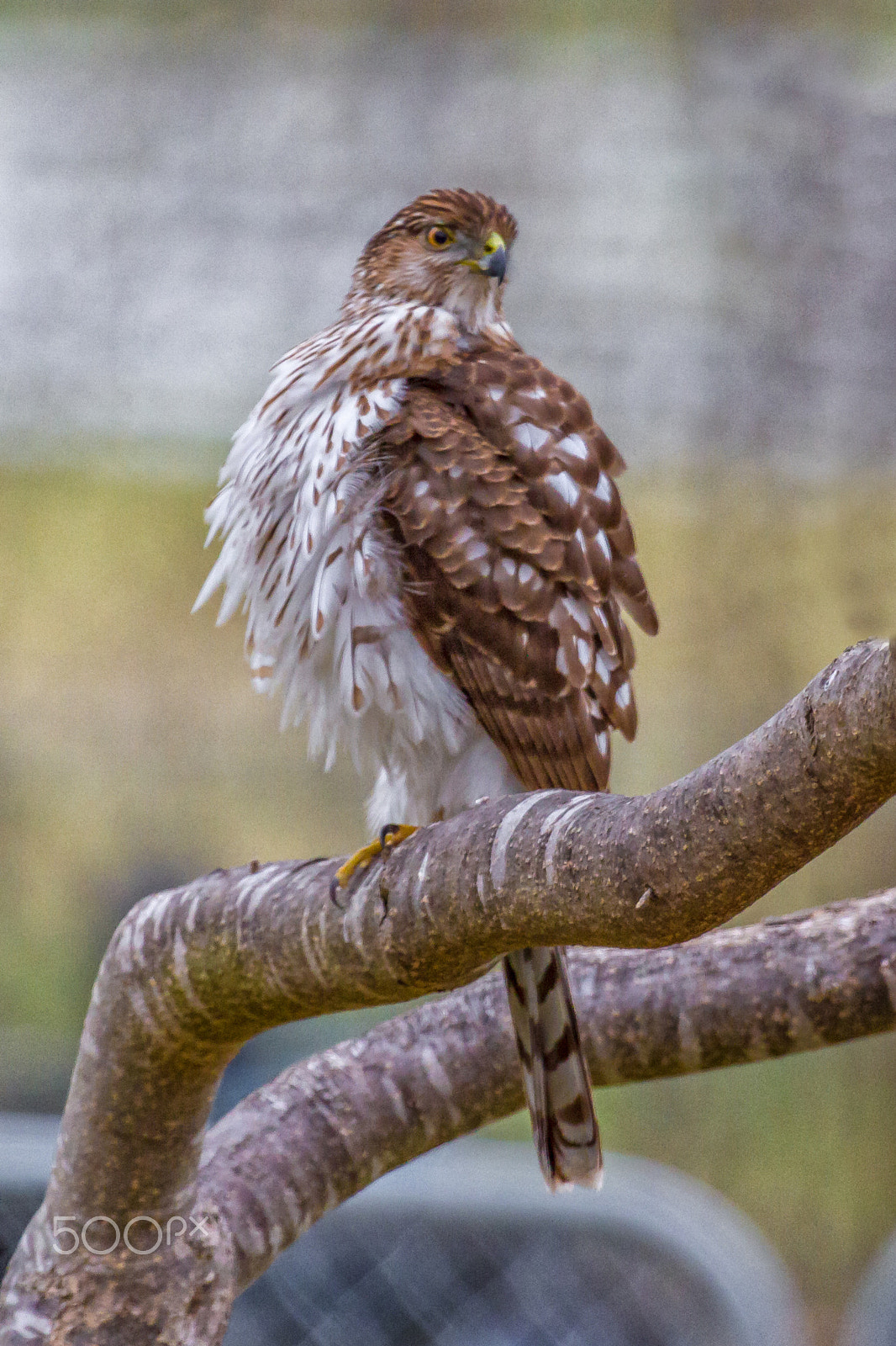 Canon EF 100-400mm F4.5-5.6L IS USM sample photo. Backyard cooper's hawk photography