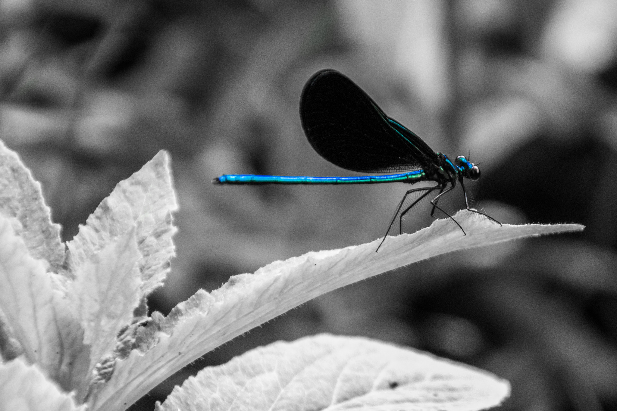 Sigma 18-250mm F3.5-6.3 DC OS HSM sample photo. Dragon fly photography