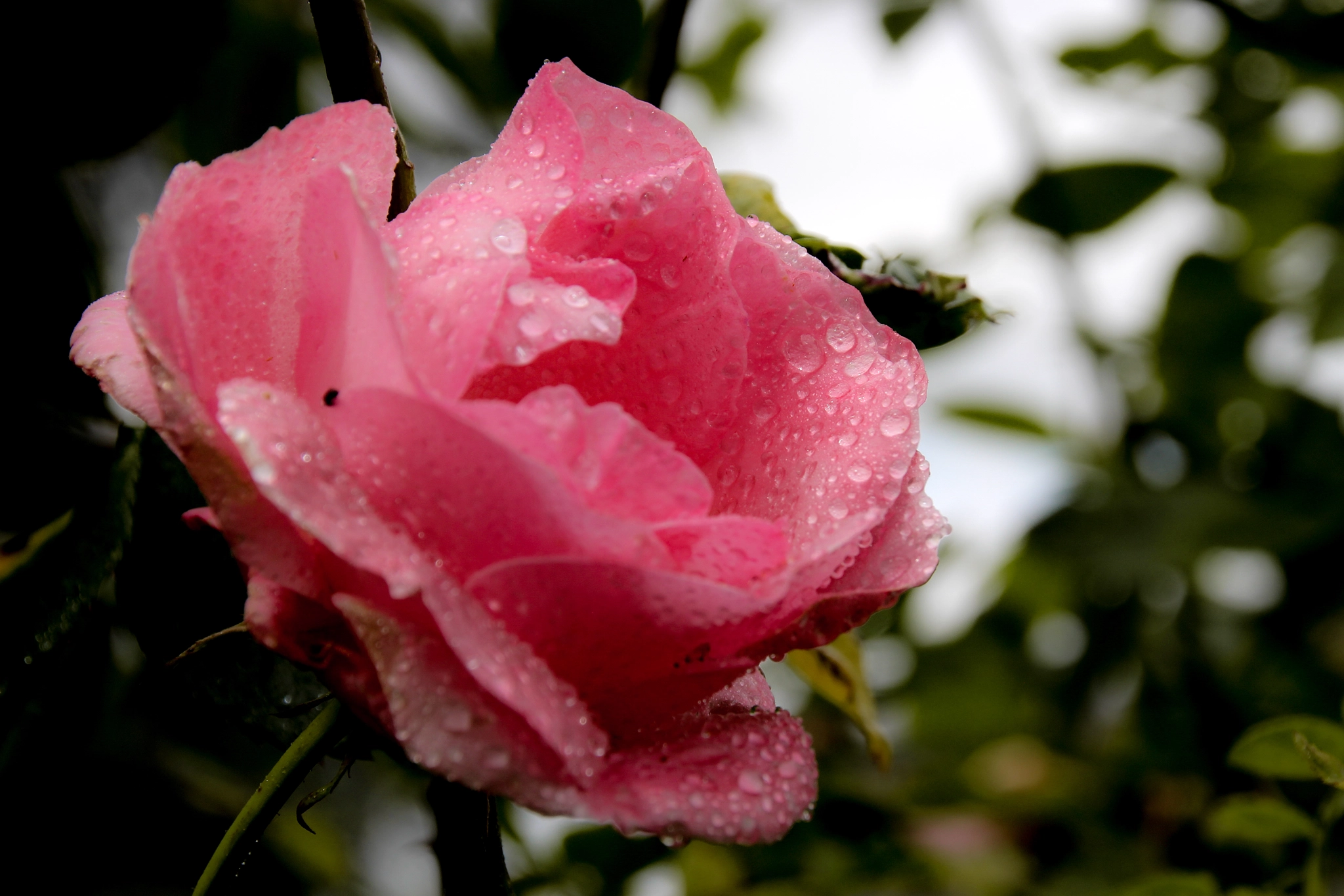 Canon EOS 100D (EOS Rebel SL1 / EOS Kiss X7) + Sigma 18-200mm f/3.5-6.3 DC OS HSM [II] sample photo. Pink rose after rain,rose après la pluie photography
