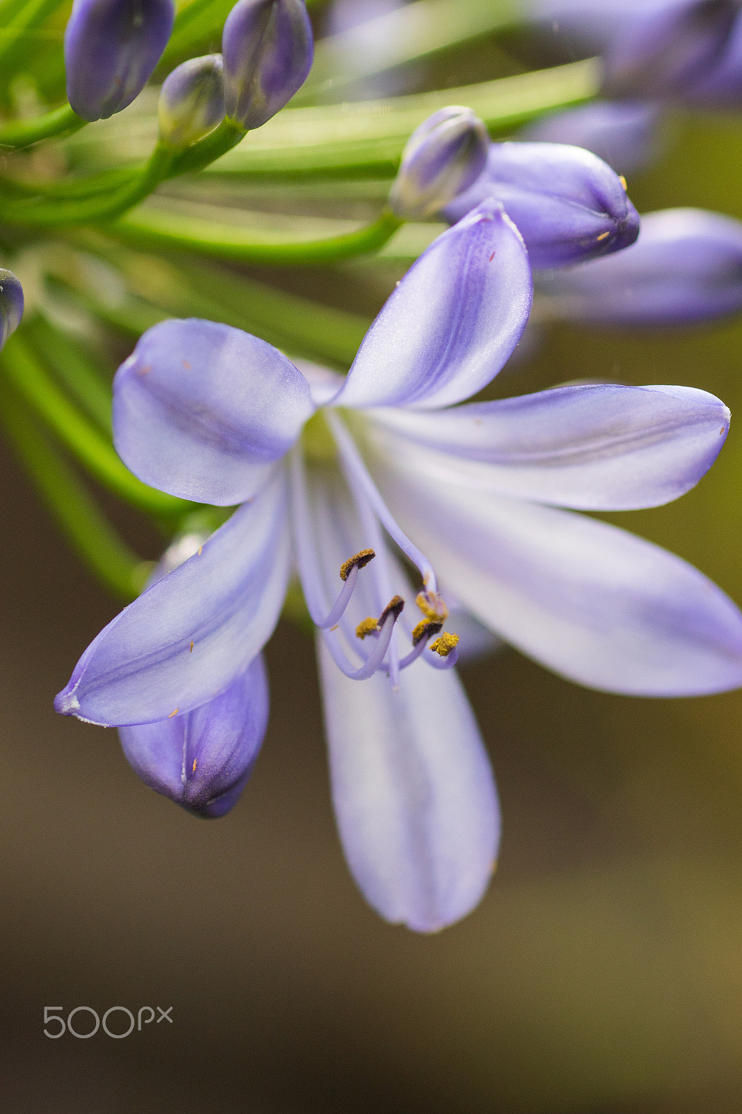 Tamron SP AF 90mm F2.8 Di Macro sample photo. Blue & white flower photography
