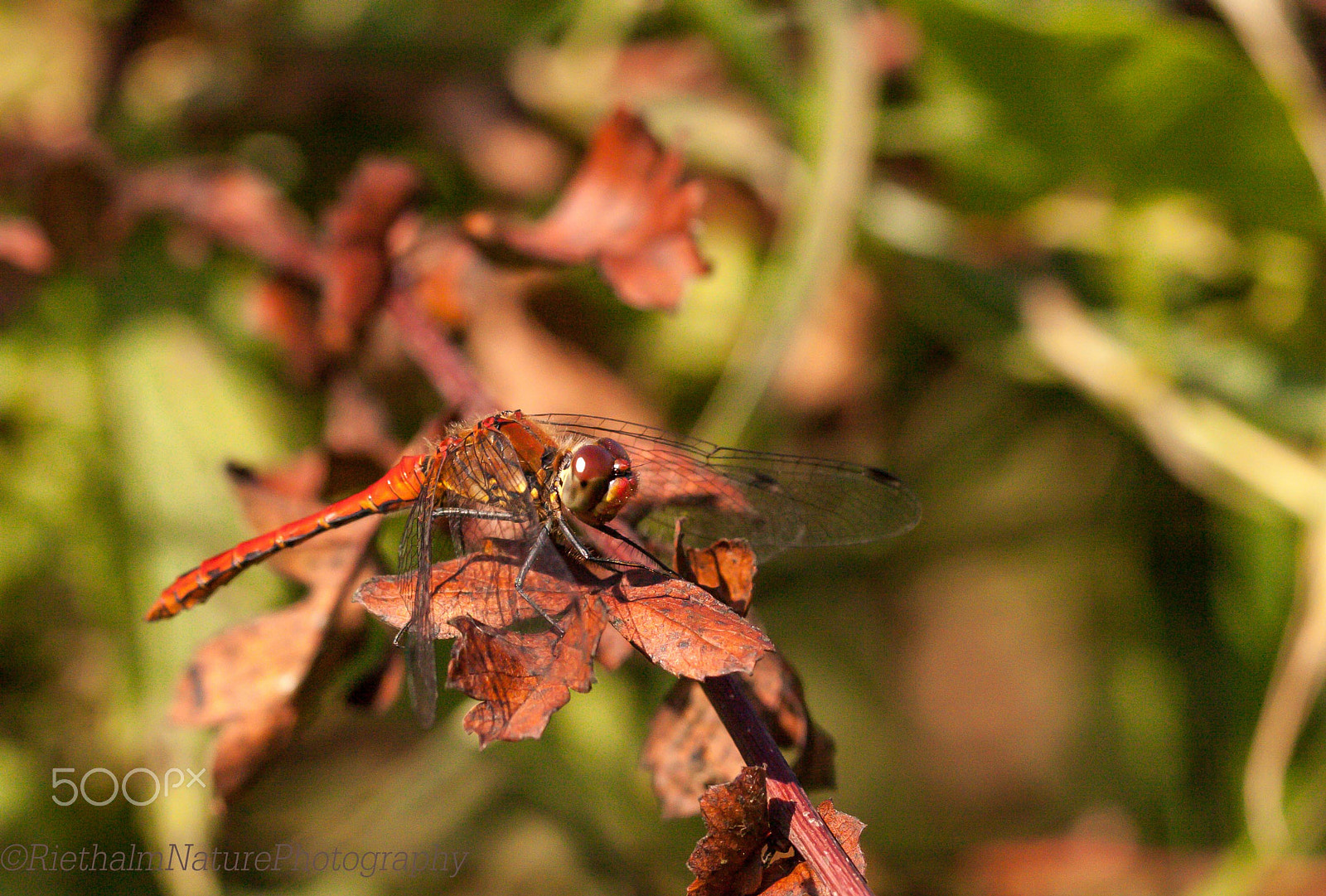 Canon EOS 50D + Canon EF 100mm F2.8L Macro IS USM sample photo. Dragonfly photography