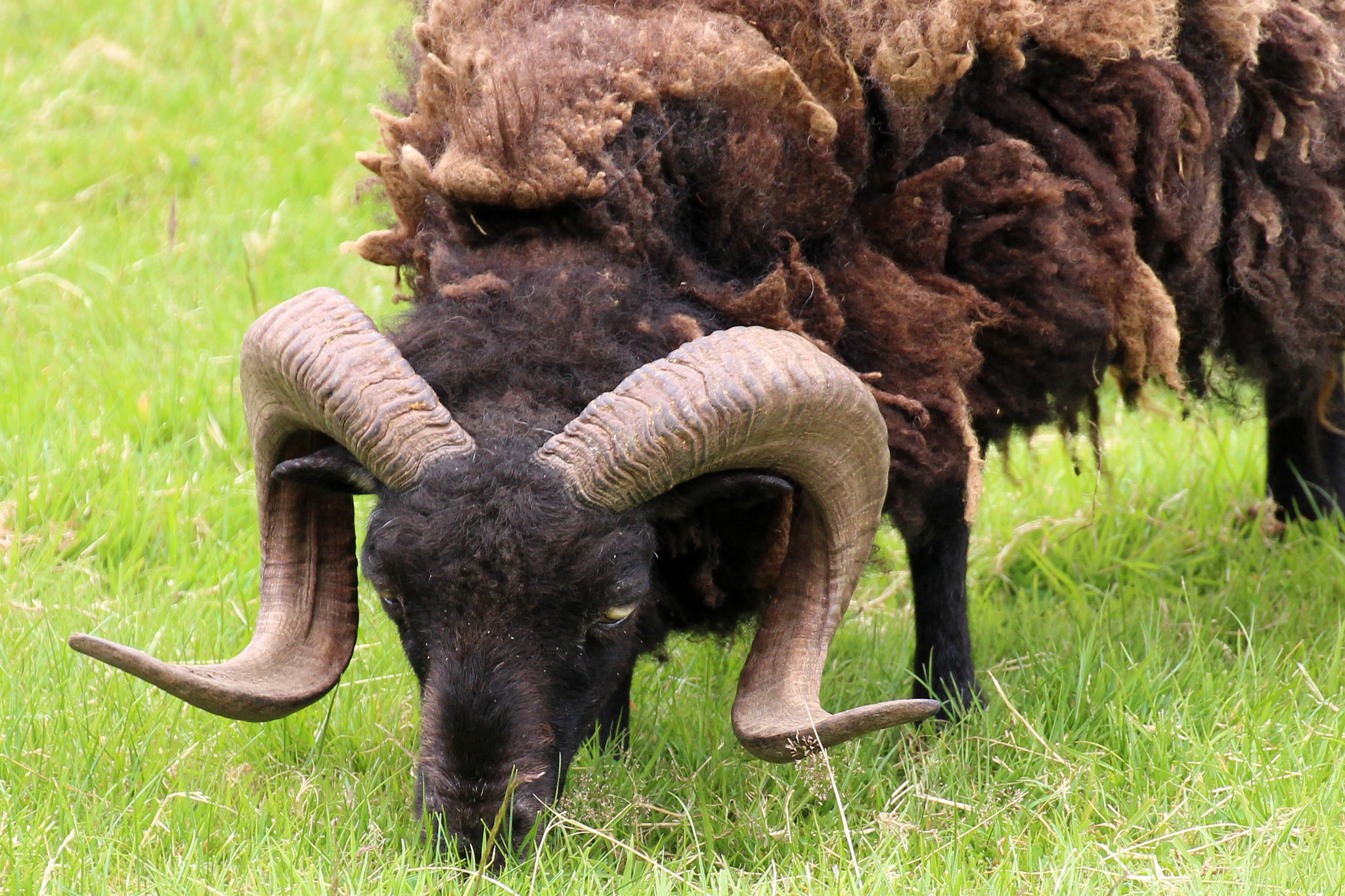 Canon EOS 100D (EOS Rebel SL1 / EOS Kiss X7) sample photo. Marley, rasta sheep with dreadlocks ! photography
