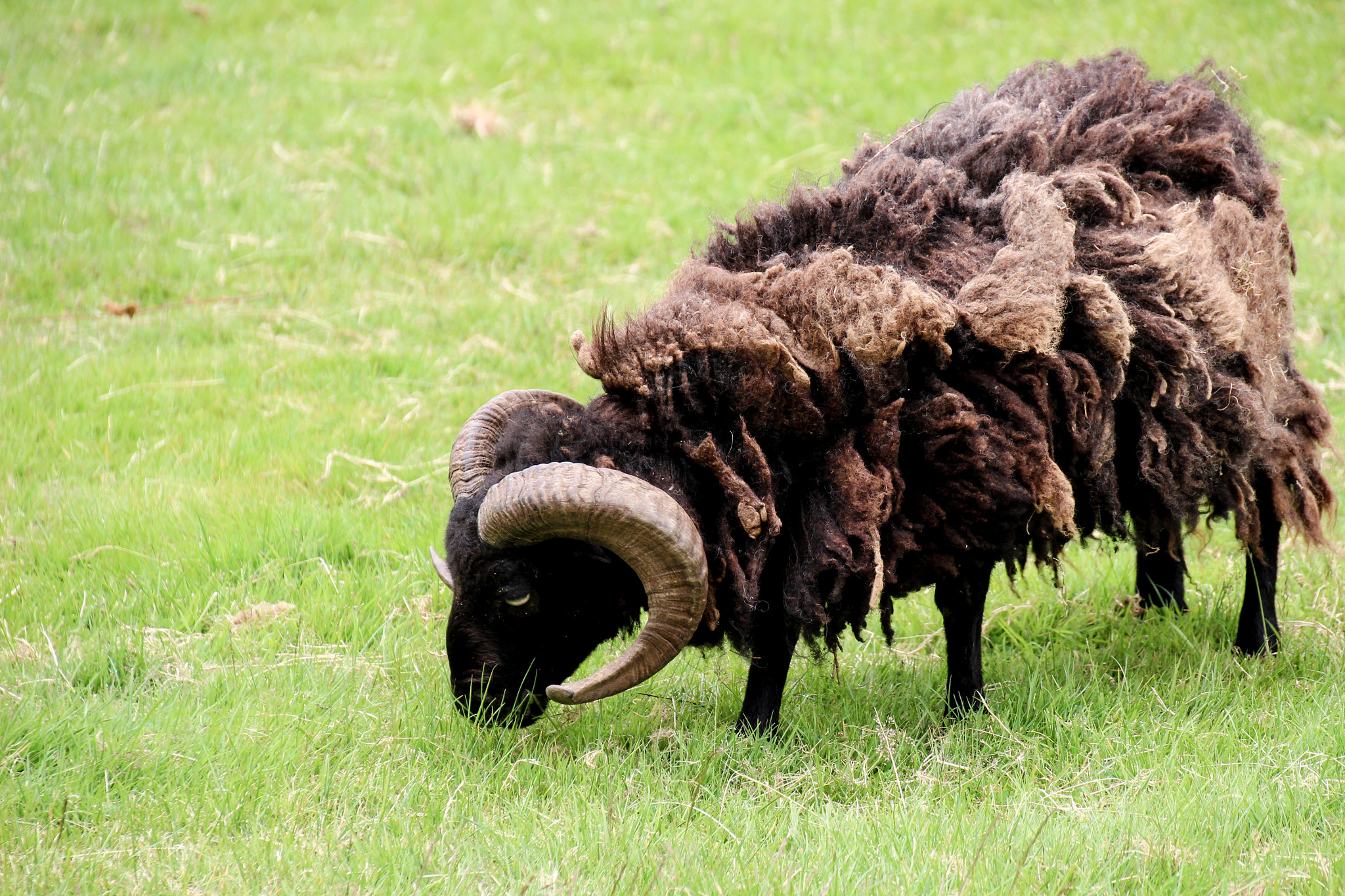 Canon EOS 100D (EOS Rebel SL1 / EOS Kiss X7) sample photo. Marley, rasta sheep with dreadlocks ! photography
