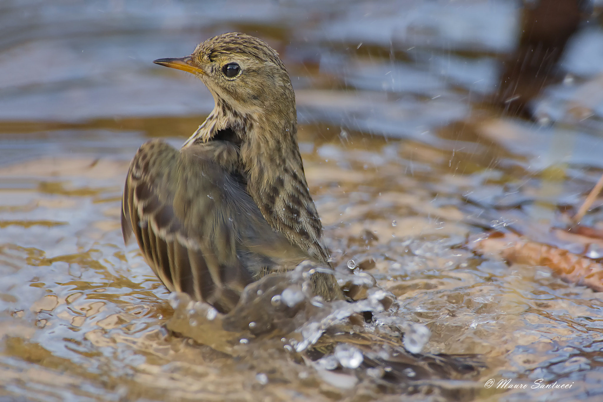 Nikon AF-S Nikkor 300mm F2.8G ED VR II sample photo. Pispola al bagno photography