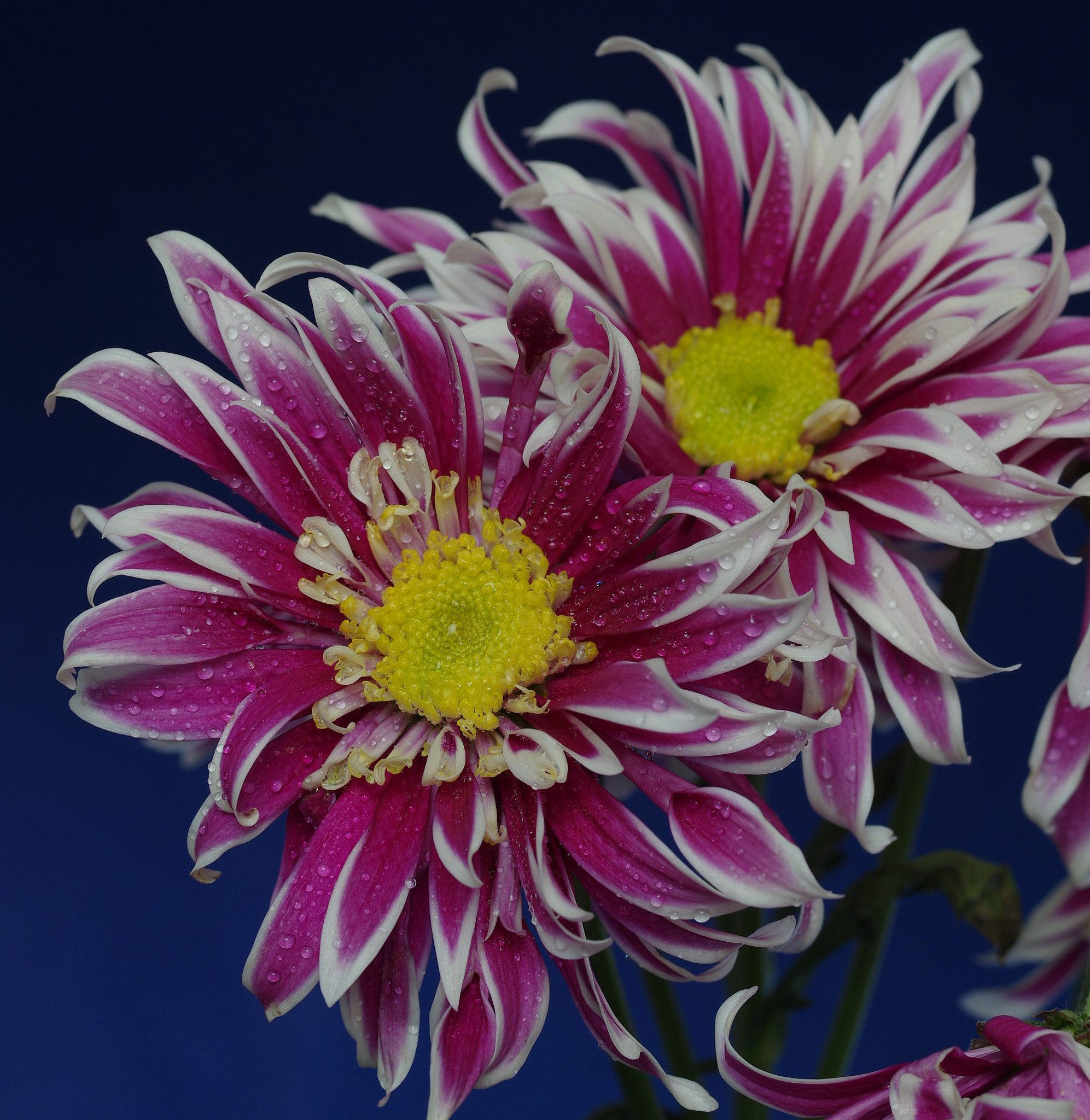 Pentax smc D-FA 50mm F2.8 Macro sample photo