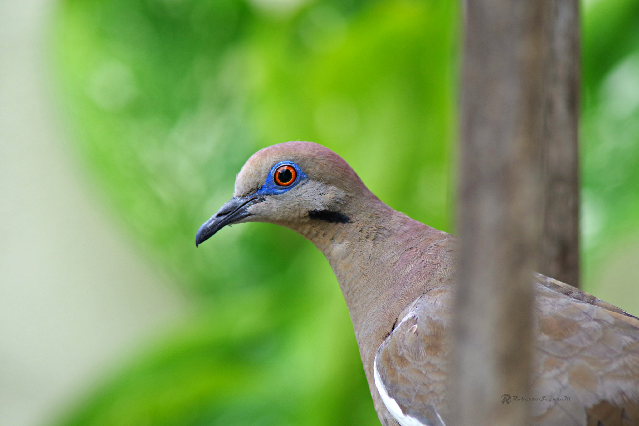 smc PENTAX-FA 80-320mm F4.5-5.6 sample photo. Mirada photography