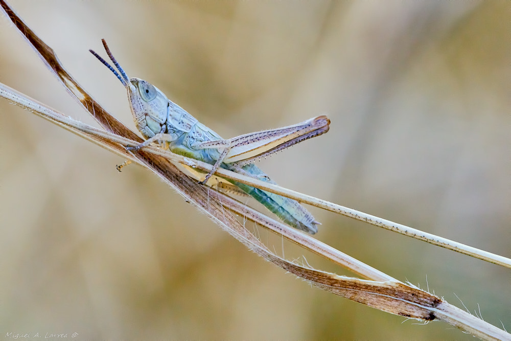 Sony ILCA-77M2 sample photo. Grasshopper photography