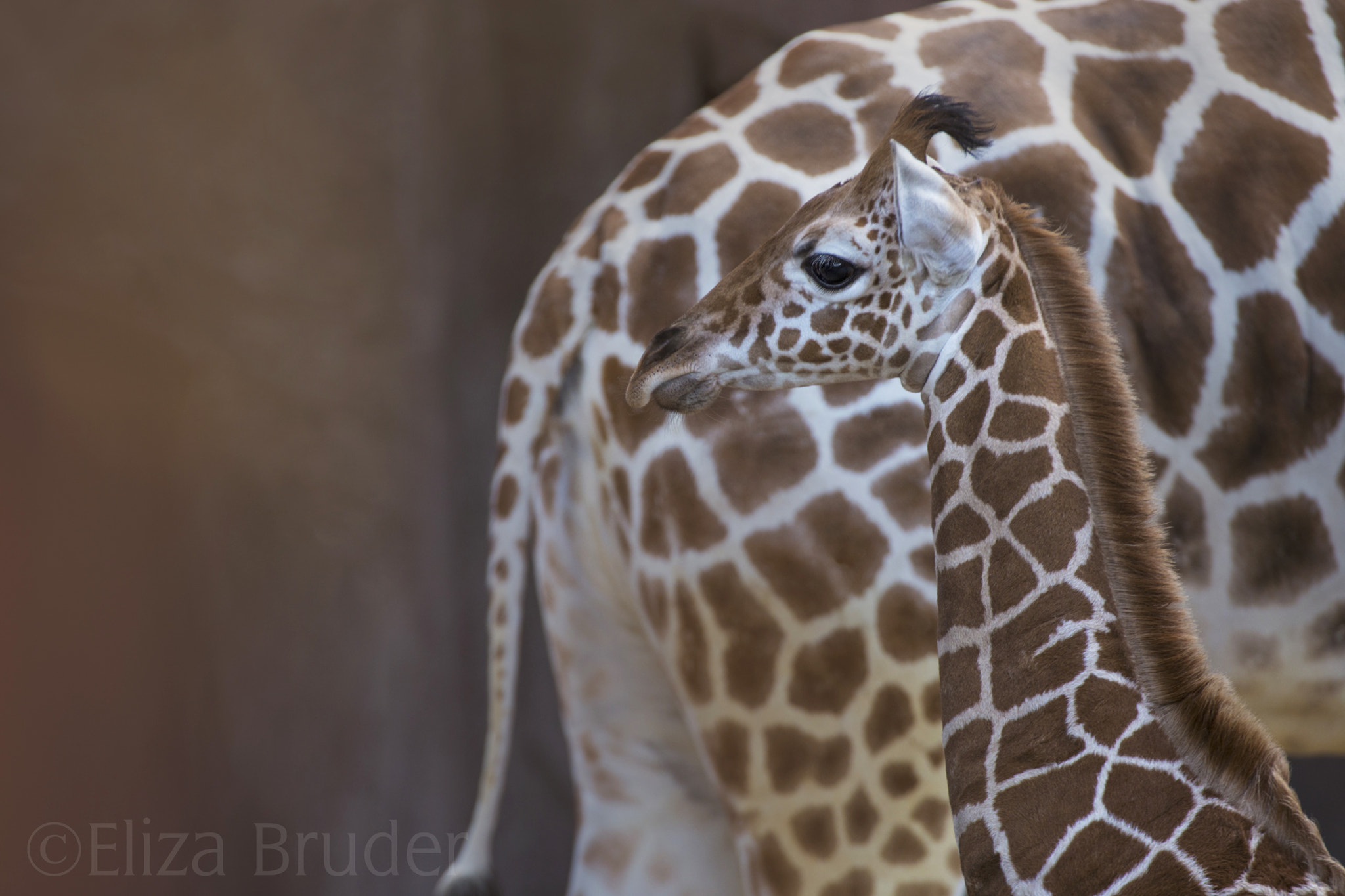 Canon EF 100-400mm F4.5-5.6L IS USM sample photo. Baby giraffe photography