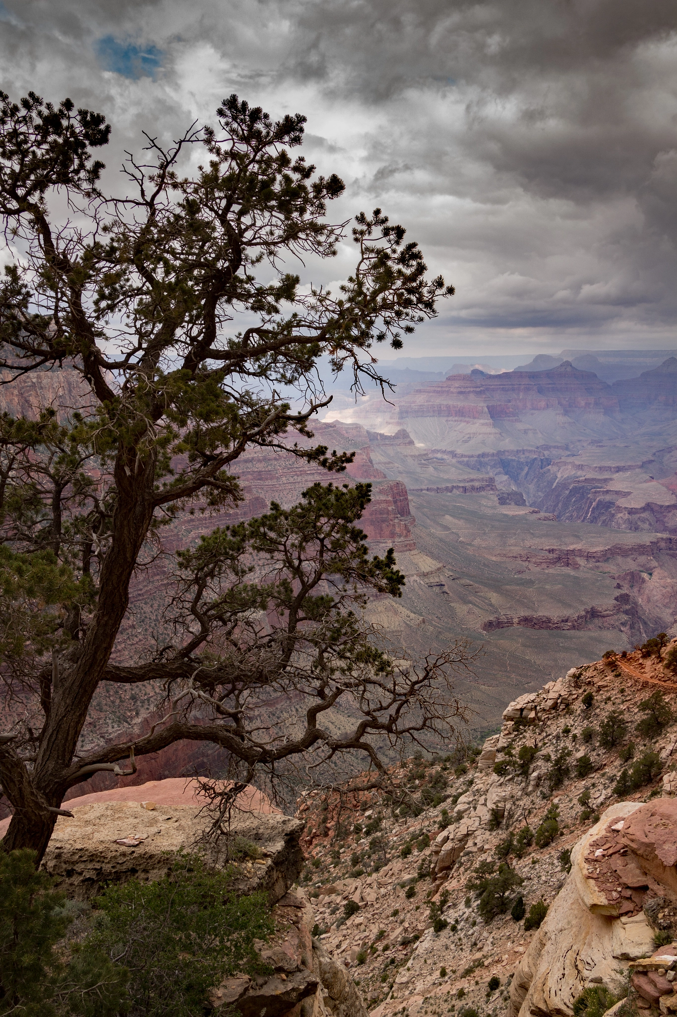Canon EOS 100D (EOS Rebel SL1 / EOS Kiss X7) sample photo. Pine tree and the grand canyon photography