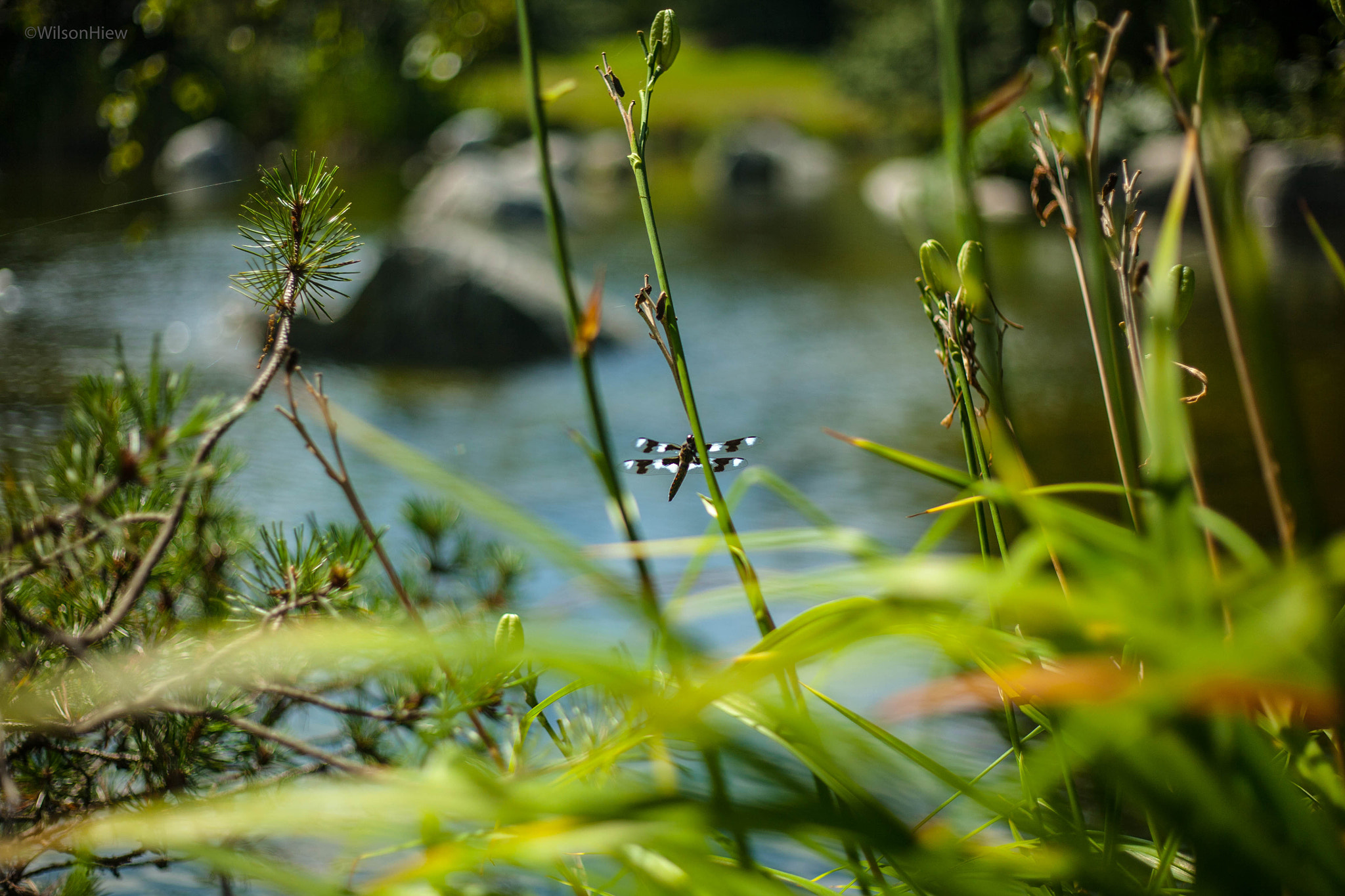 Canon EOS 5D + Canon EF 50mm F1.8 II sample photo. Dragonfly photography