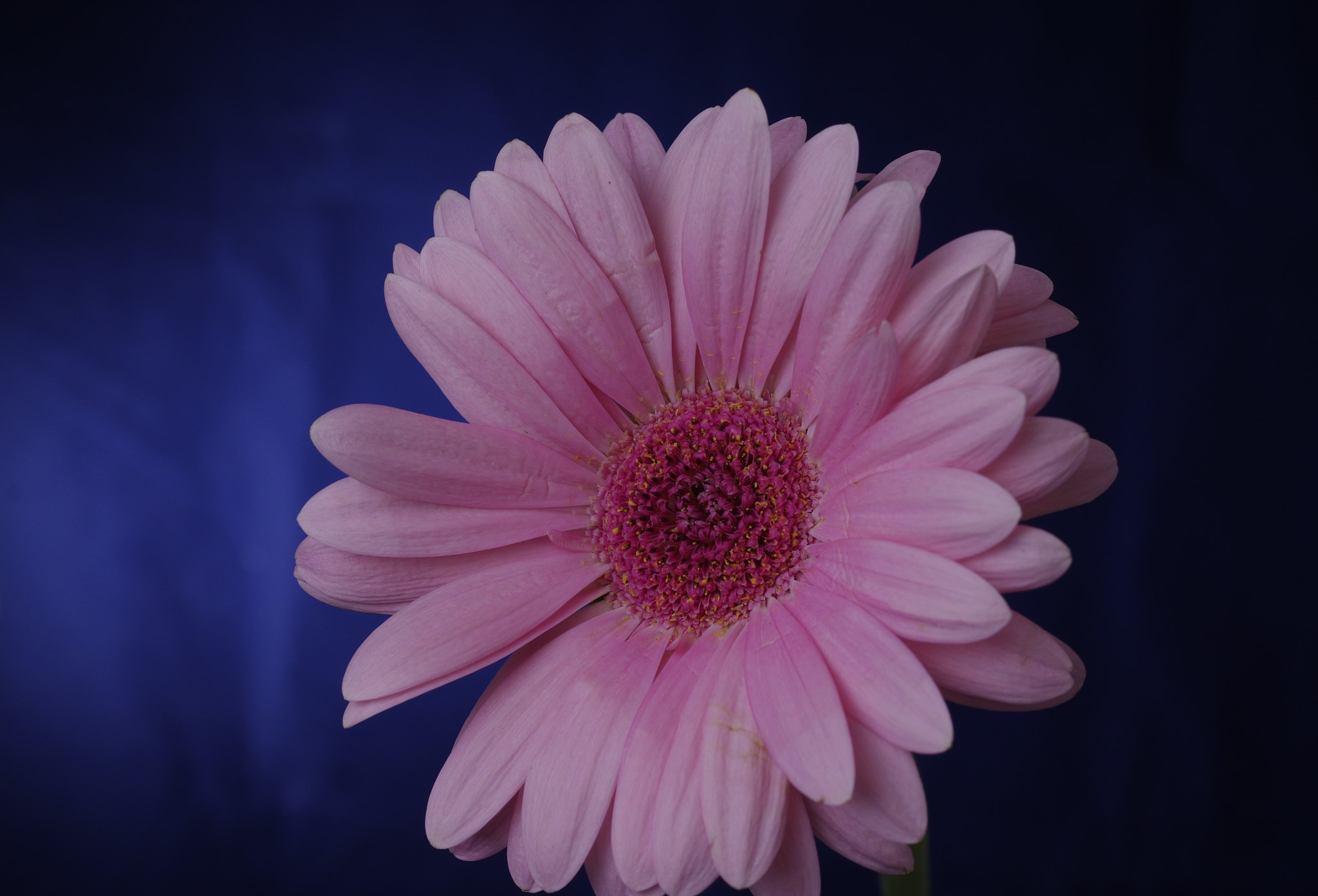 Pentax smc D-FA 50mm F2.8 Macro sample photo