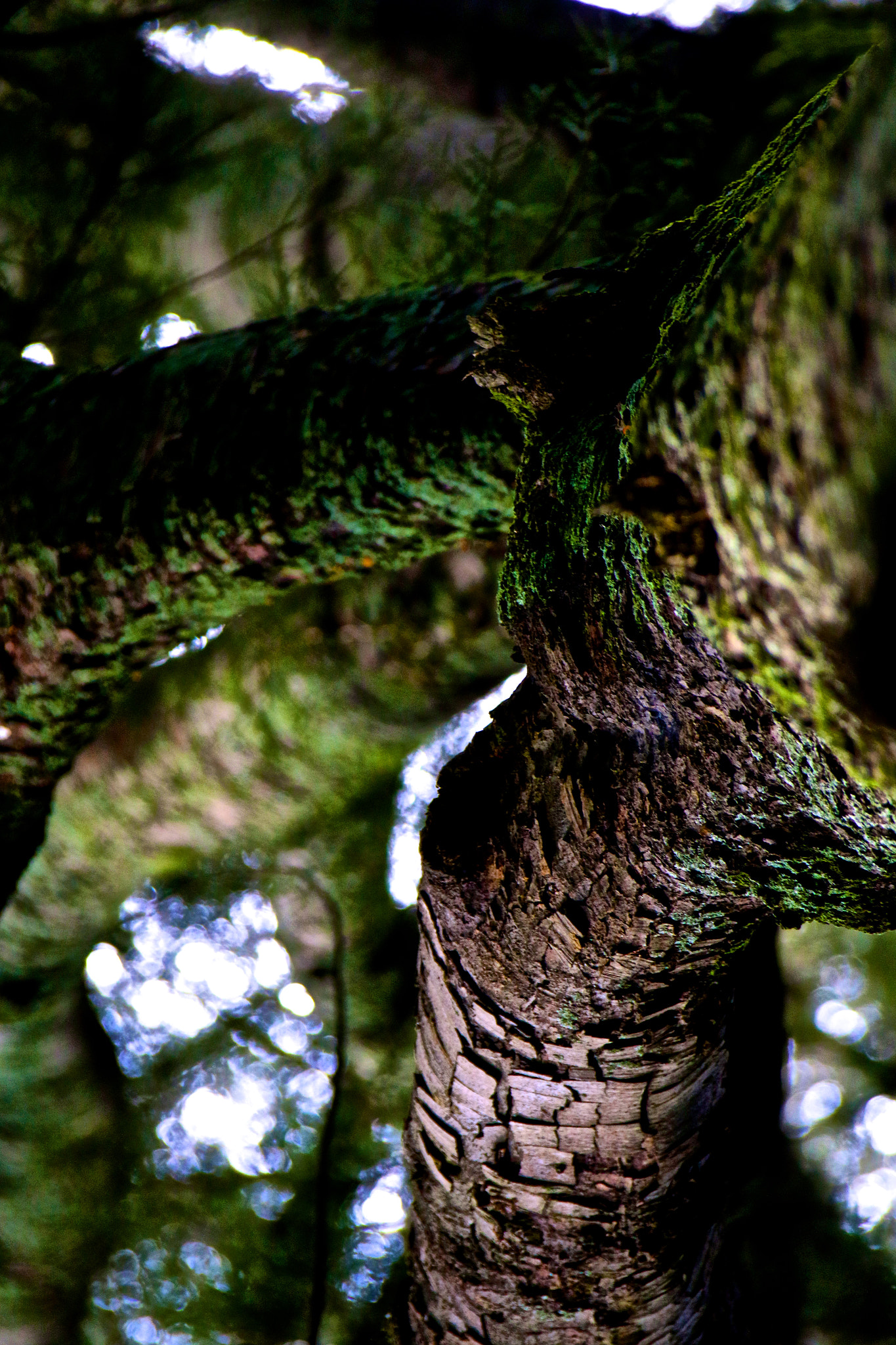 Canon EF 28-300mm F3.5-5.6L IS USM sample photo