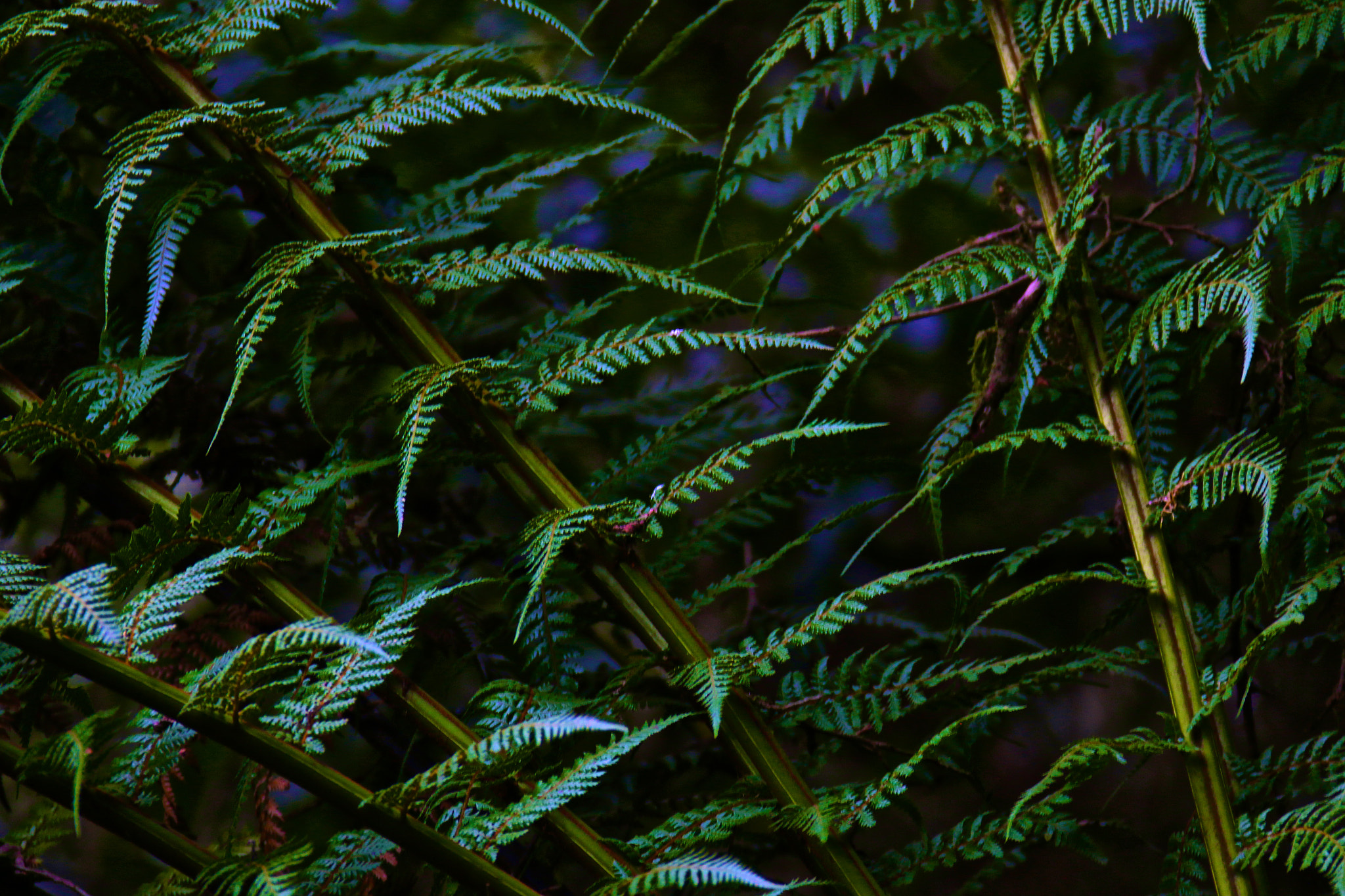 Canon EF 28-300mm F3.5-5.6L IS USM sample photo