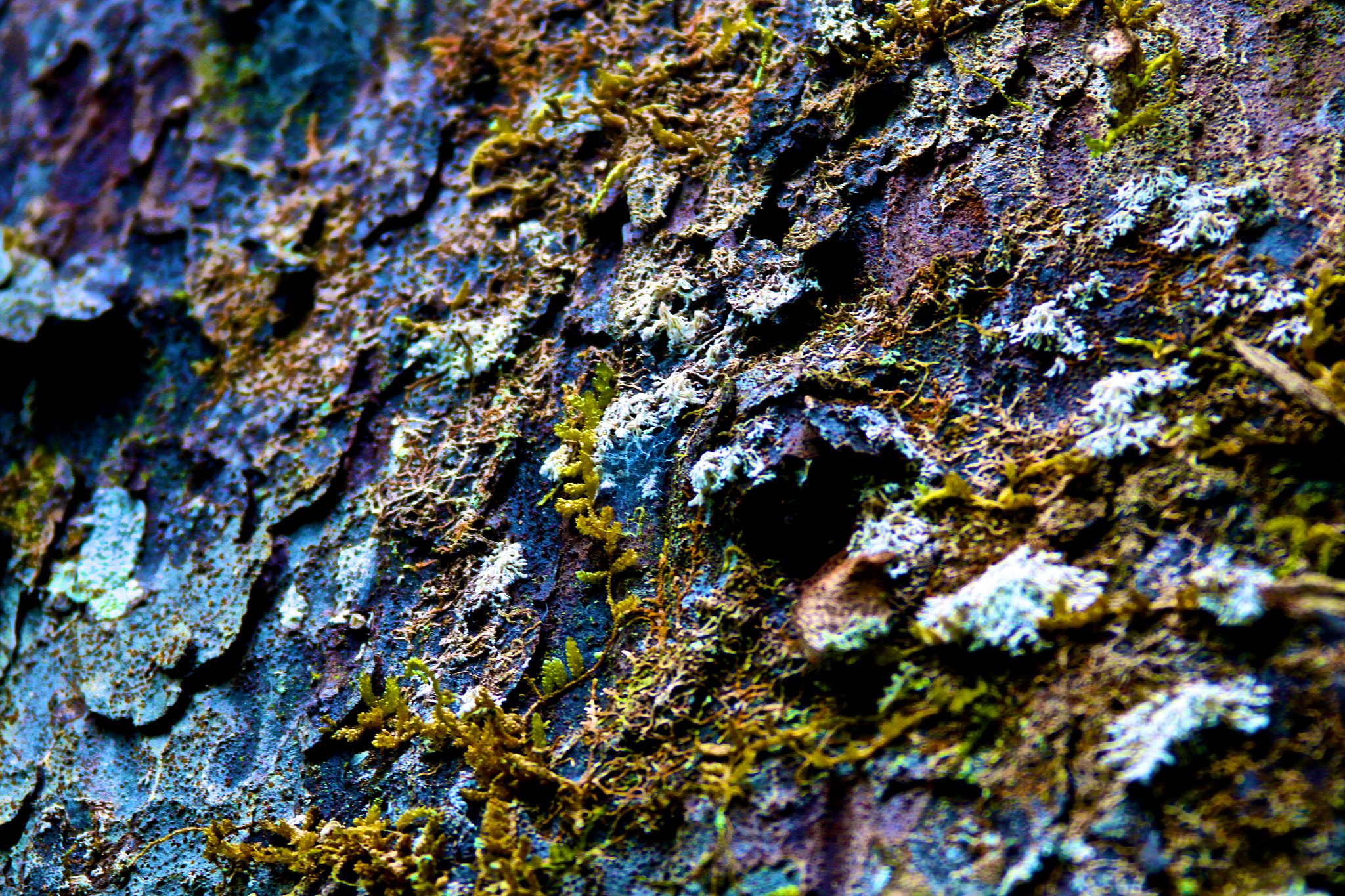 Canon EF 28-300mm F3.5-5.6L IS USM sample photo