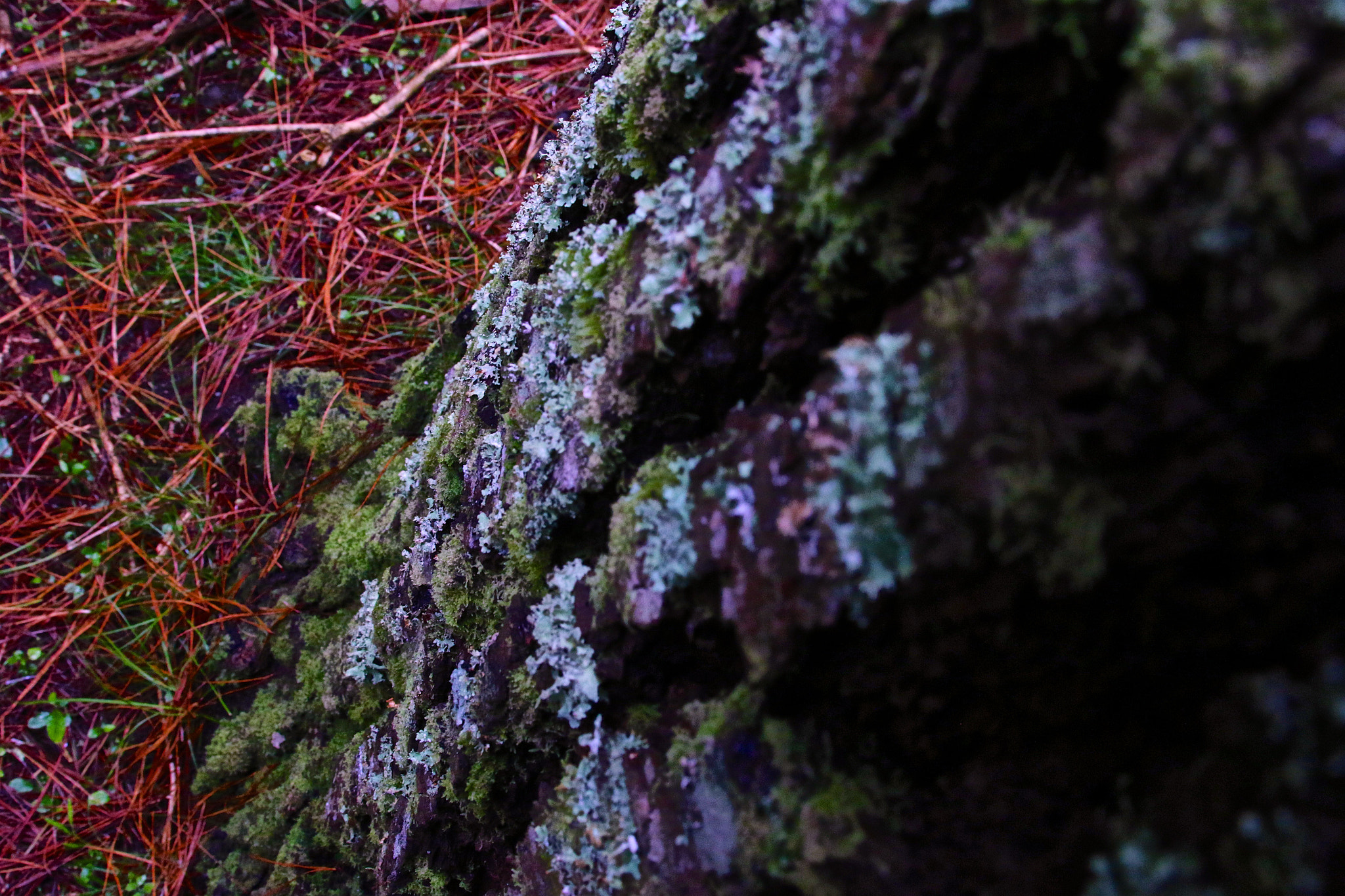 Canon EF 28-300mm F3.5-5.6L IS USM sample photo