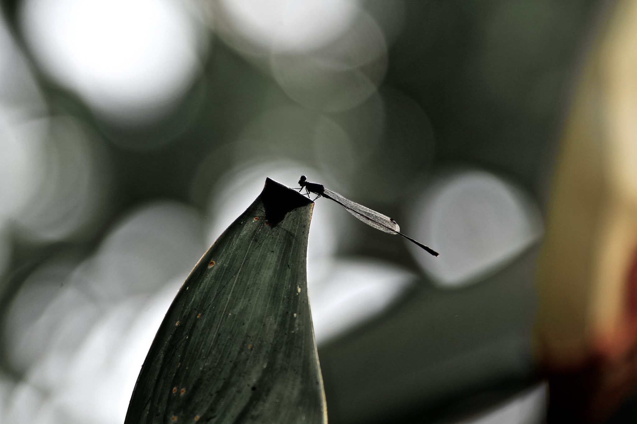 Canon EF 28-300mm F3.5-5.6L IS USM sample photo. Dragonfly mosaic photography