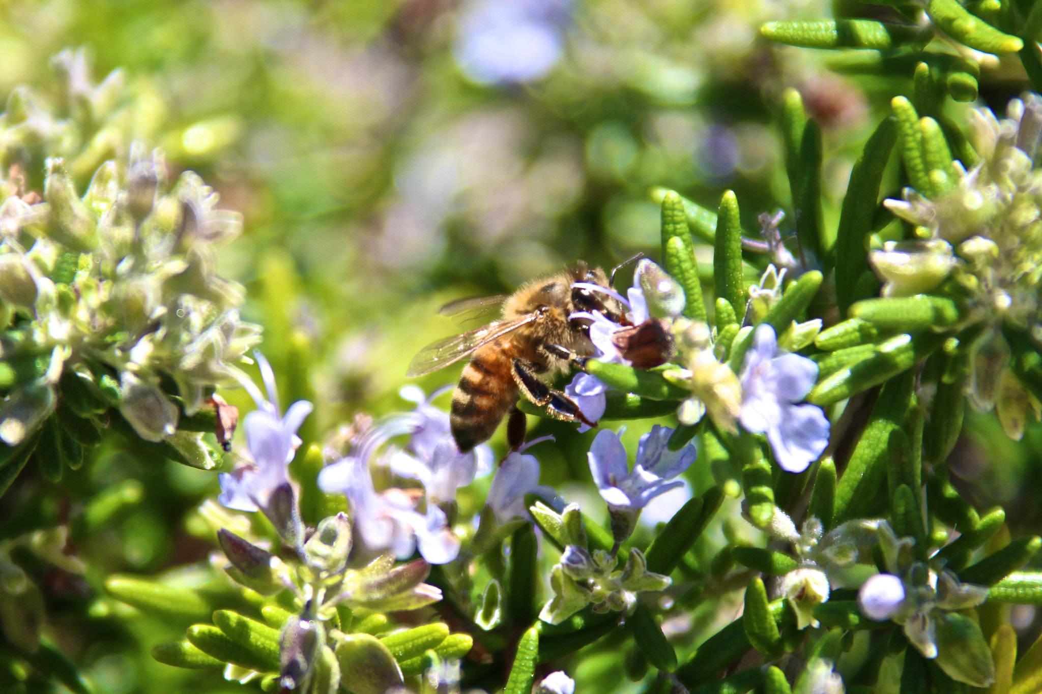 Canon EF 28-300mm F3.5-5.6L IS USM sample photo