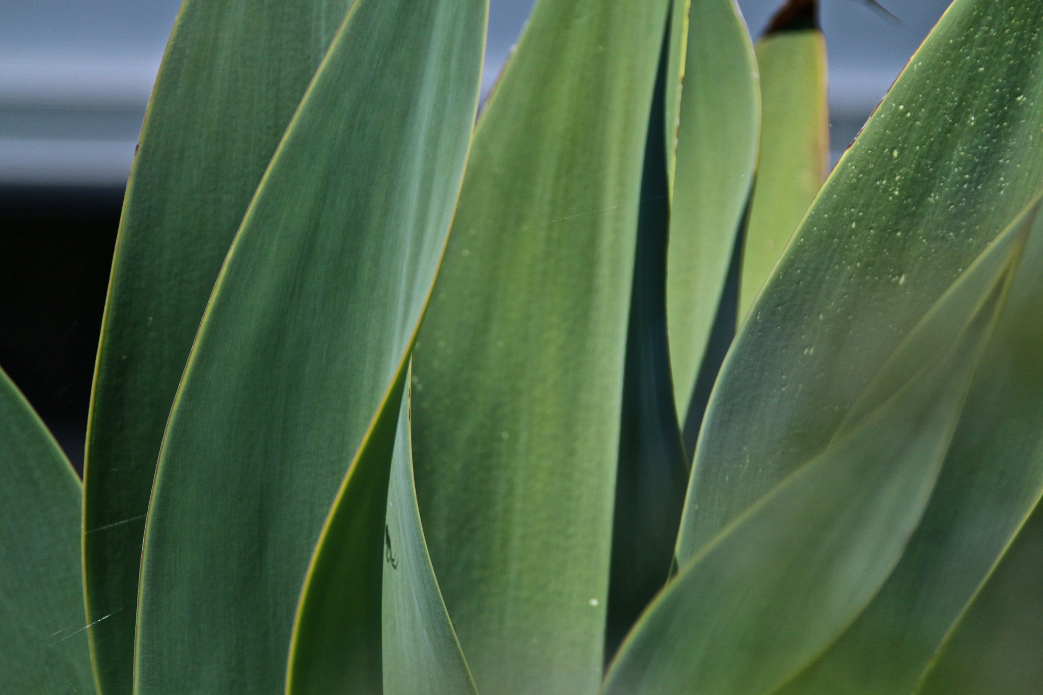 Canon EF 28-300mm F3.5-5.6L IS USM sample photo