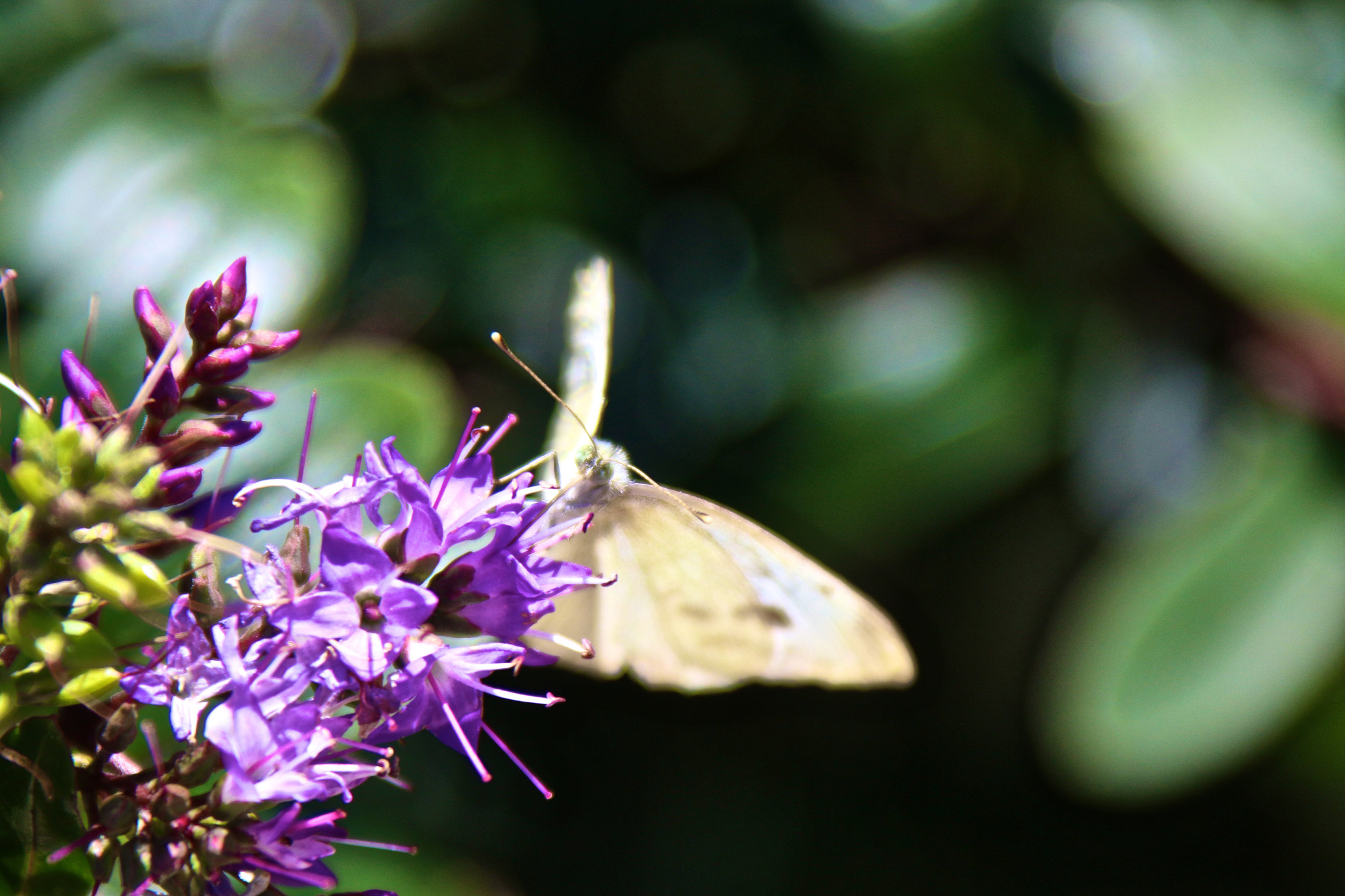 Canon EF 28-300mm F3.5-5.6L IS USM sample photo