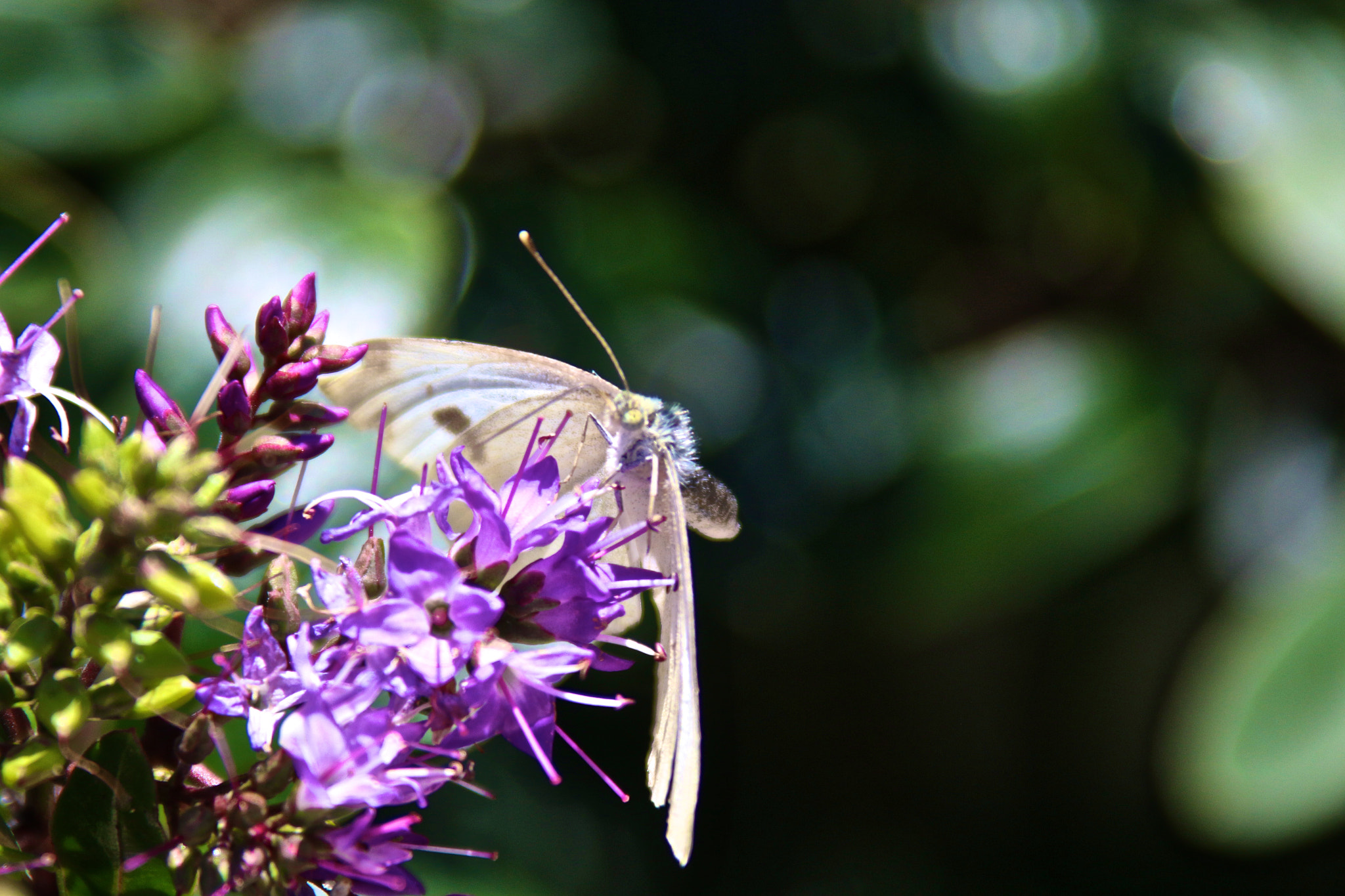 Canon EF 28-300mm F3.5-5.6L IS USM sample photo