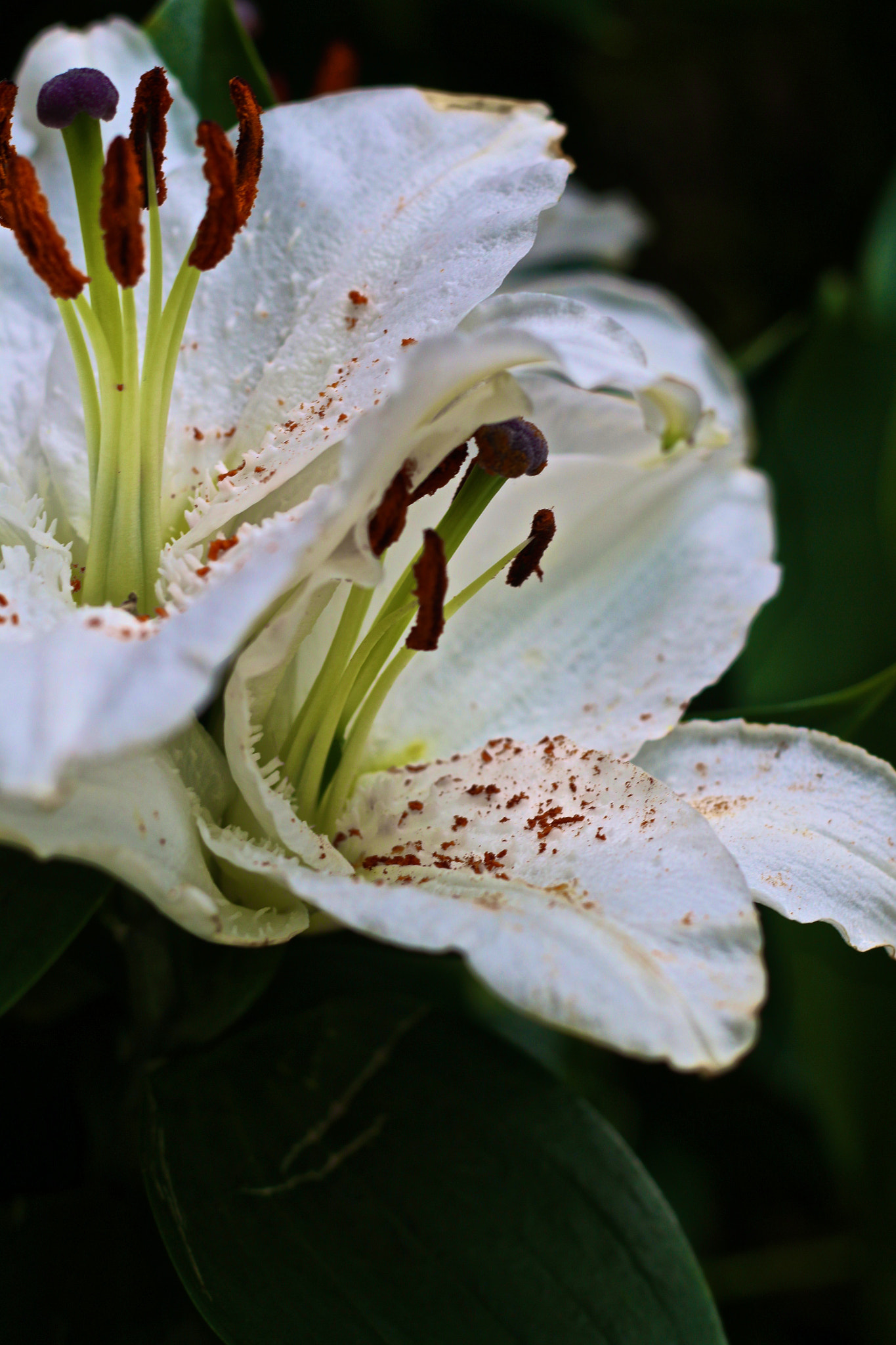 Canon EOS 70D + Canon EF 50mm F1.8 II sample photo