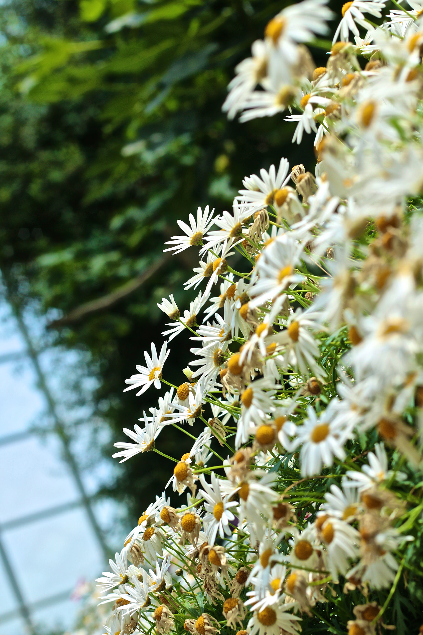 Canon EOS 70D + Canon EF 50mm F1.8 II sample photo