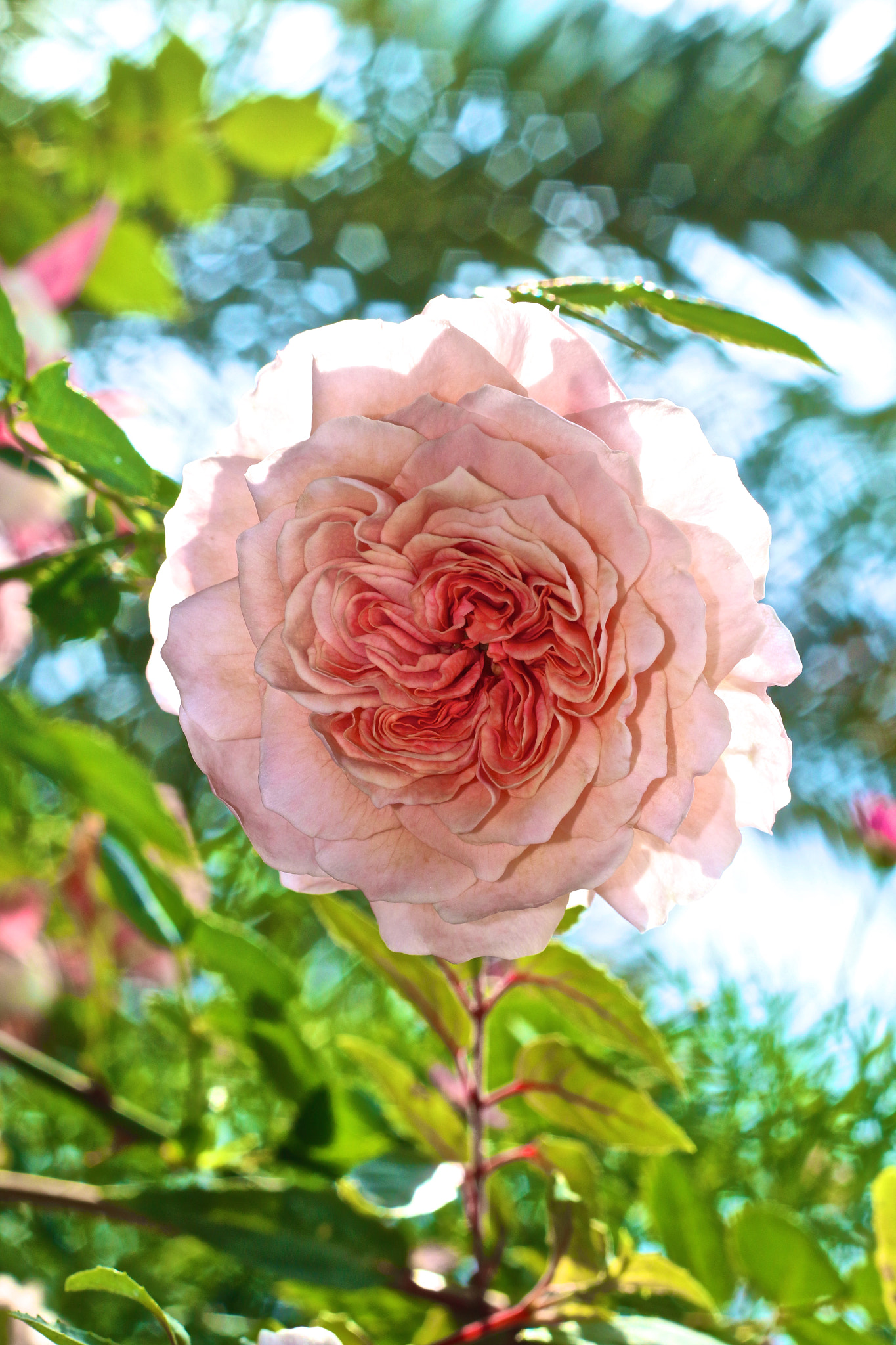 Canon EOS 70D + Canon EF 50mm F1.8 II sample photo