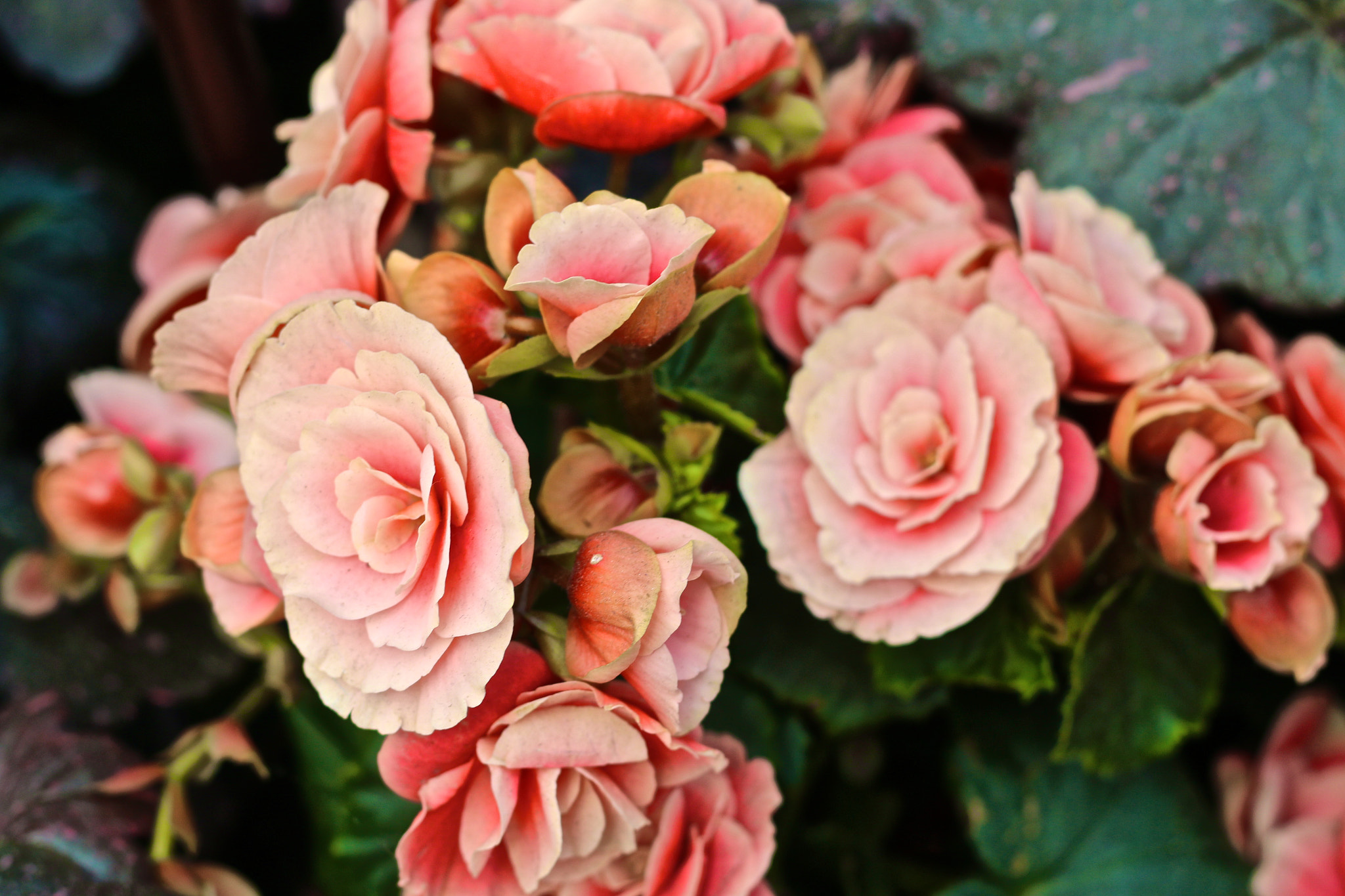 Canon EOS 70D + Canon EF 50mm F1.8 II sample photo