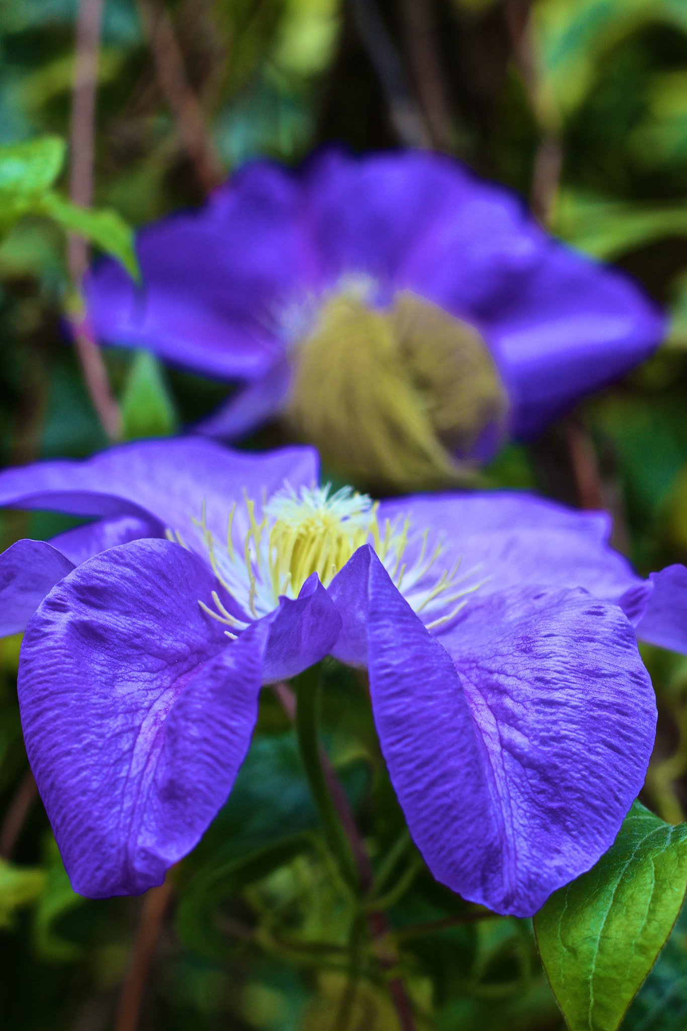 Canon EOS 70D + Canon EF 50mm F1.8 II sample photo