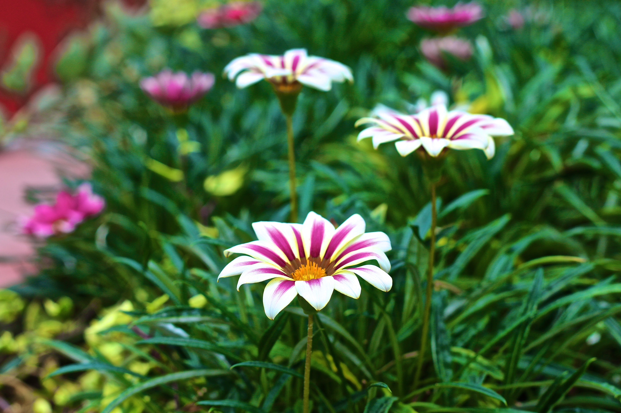 Canon EOS 70D + Canon EF 50mm F1.8 II sample photo