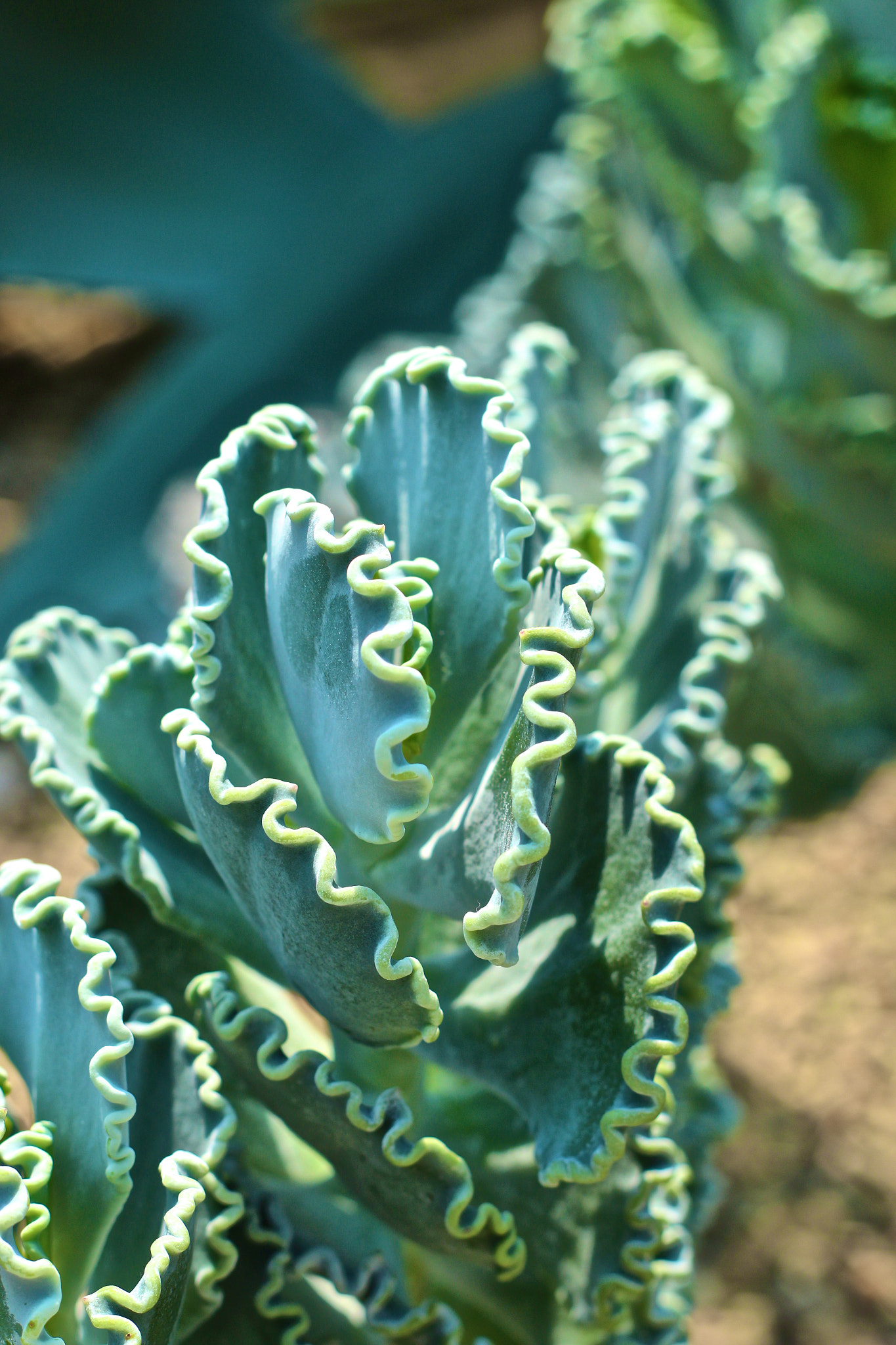Canon EOS 70D + Canon EF 50mm F1.8 II sample photo