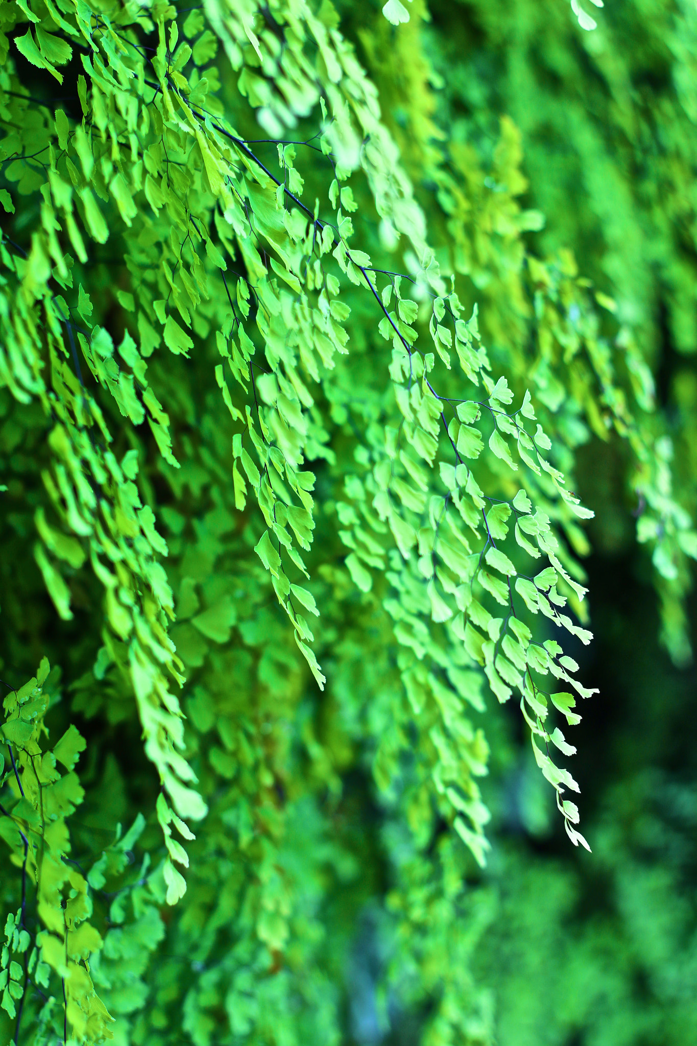 Canon EOS 70D + Canon EF 50mm F1.8 II sample photo