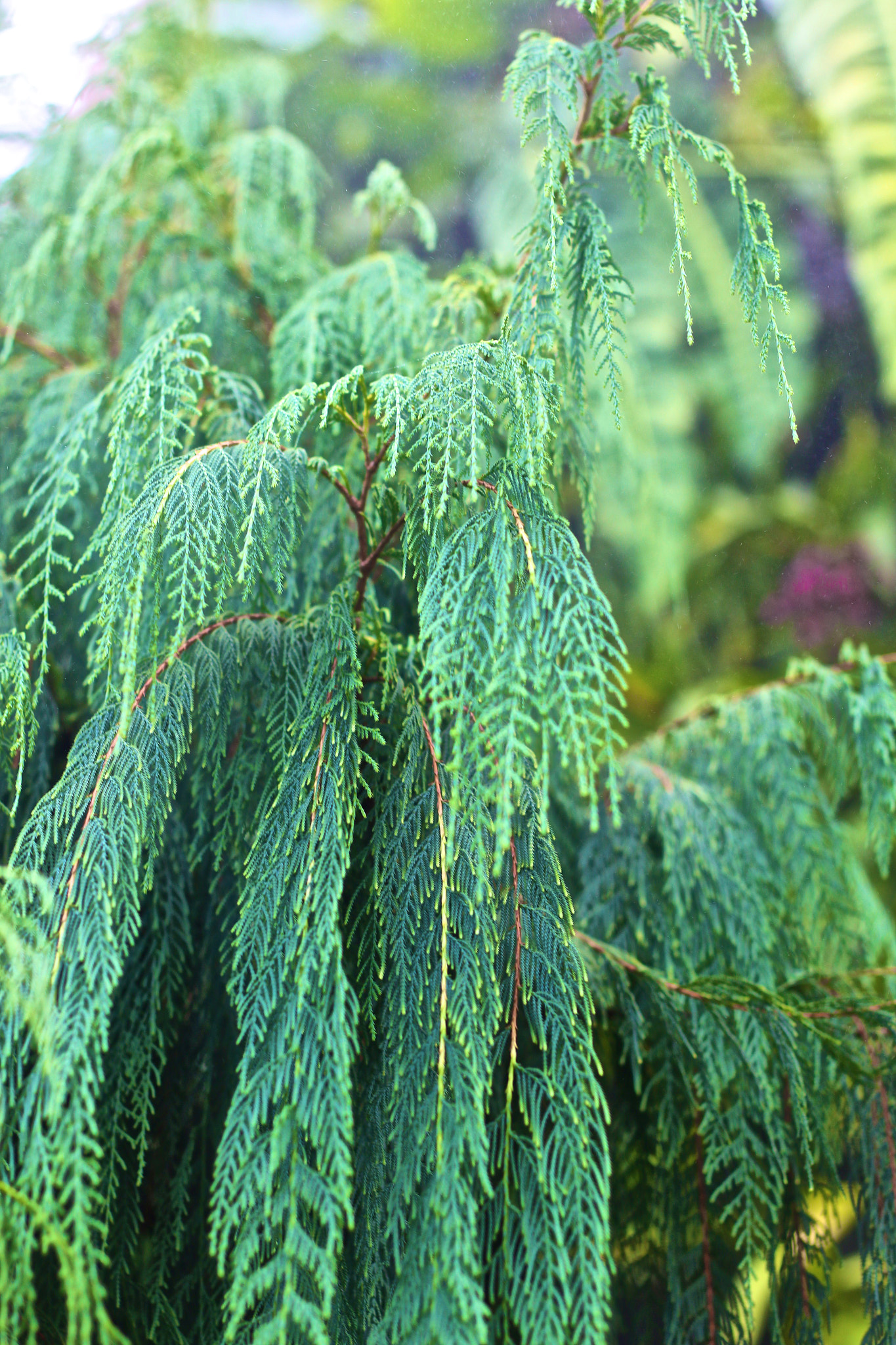Canon EOS 70D + Canon EF 50mm F1.8 II sample photo