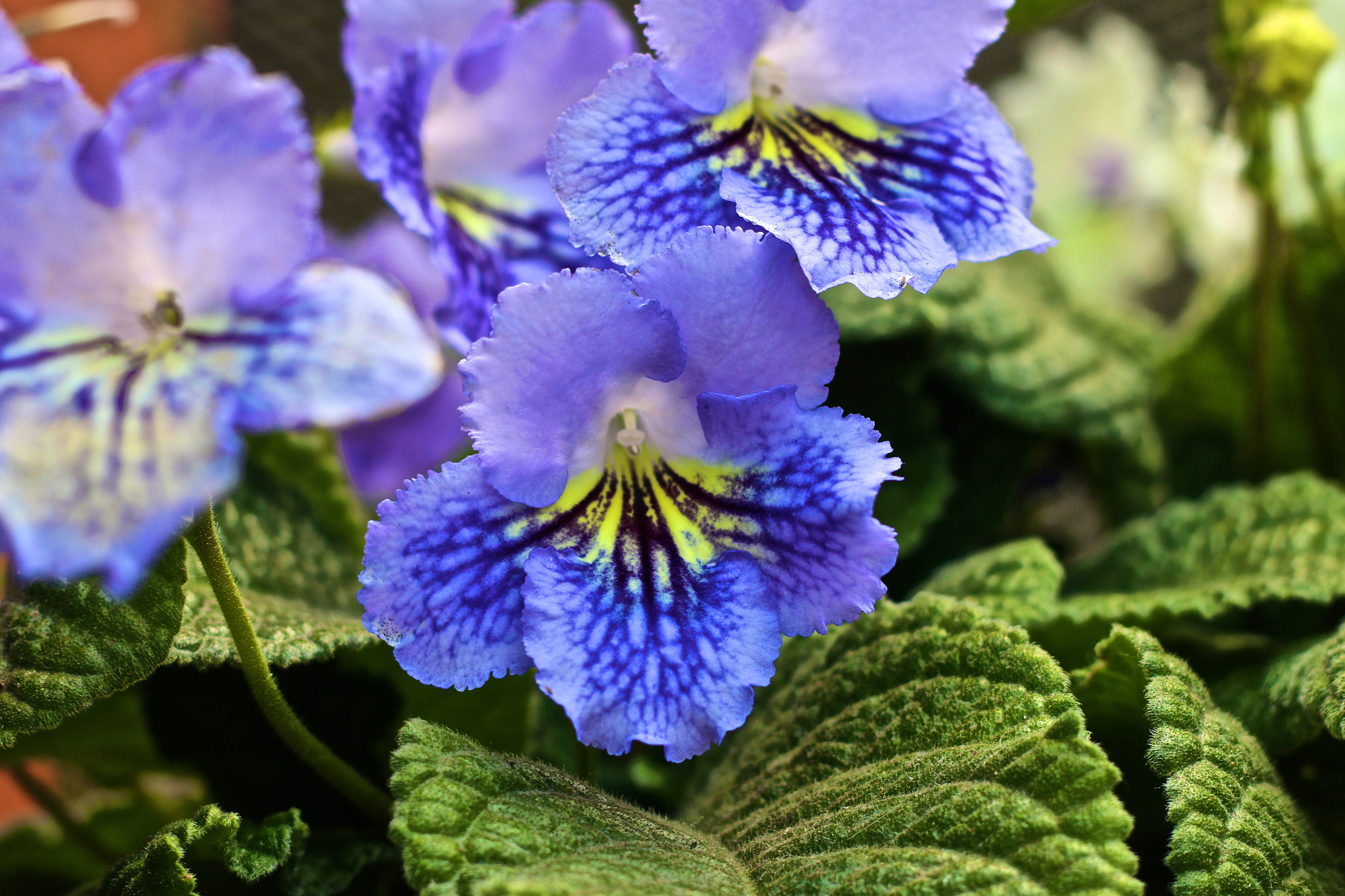 Canon EOS 70D + Canon EF 50mm F1.8 II sample photo
