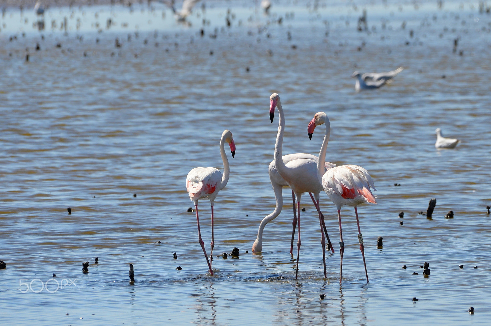 Nikon AF-S Nikkor 200-500mm F5.6E ED VR sample photo. Flamingos photography