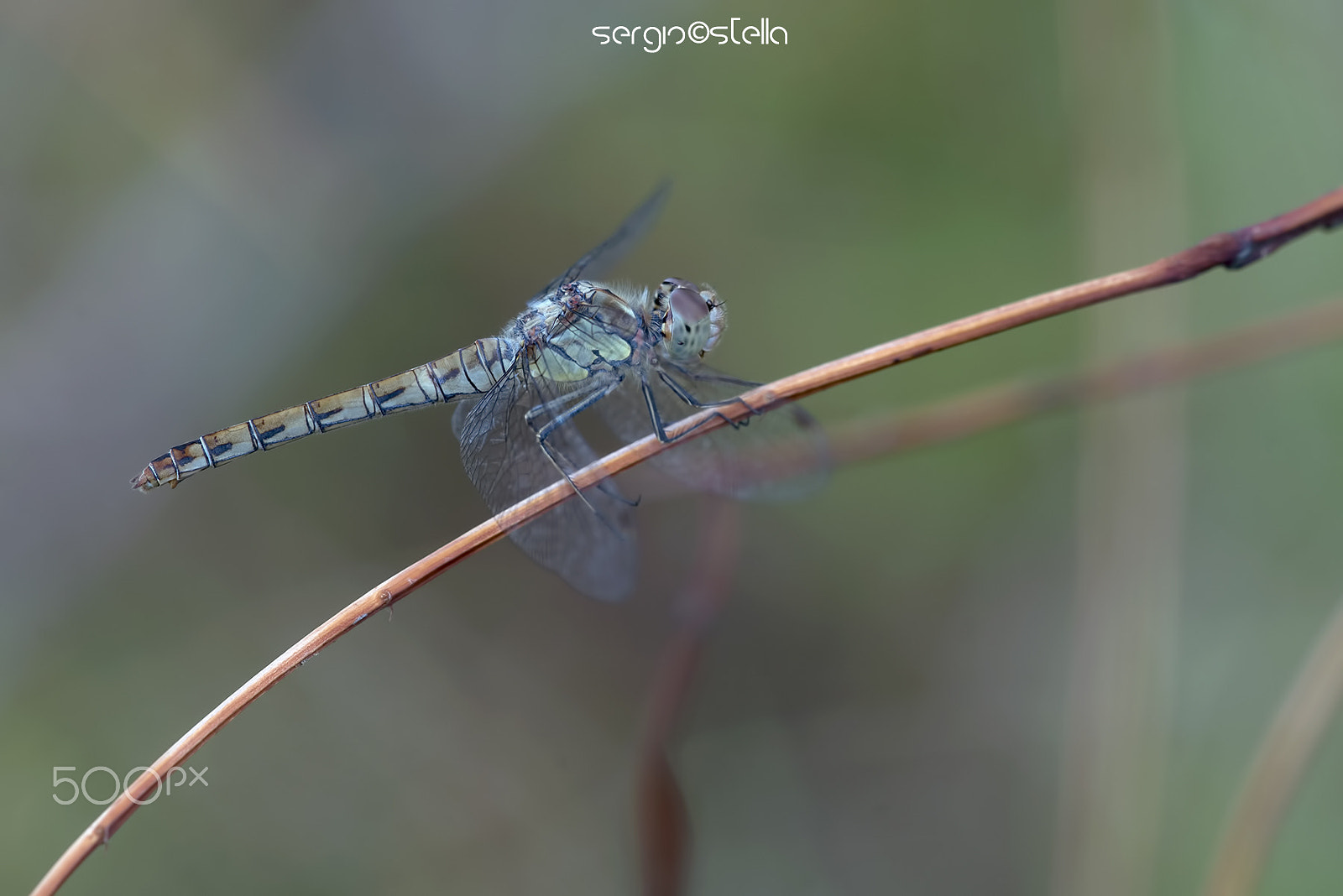 Sigma 150mm F2.8 EX DG Macro HSM sample photo. Striolatum female___ photography