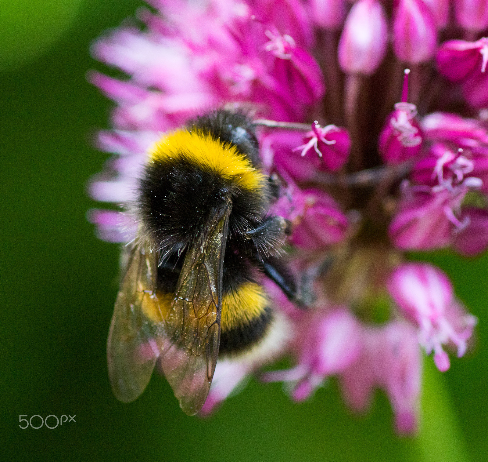 Canon EOS 7D Mark II + Tamron SP AF 90mm F2.8 Di Macro sample photo. Bee on allium photography