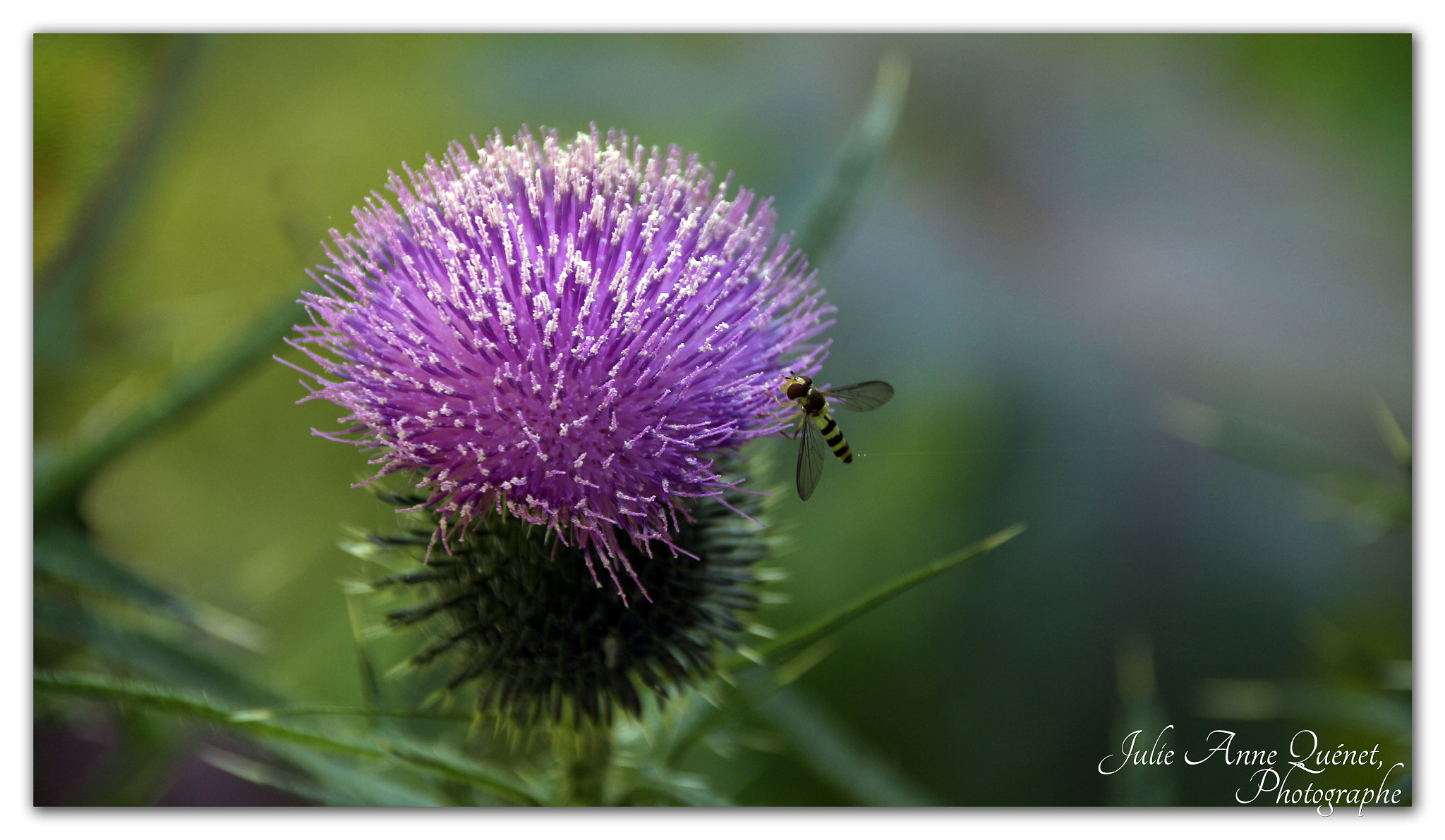 Sigma 18-250mm F3.5-6.3 DC OS HSM sample photo. Le chardon et l'insecte photography