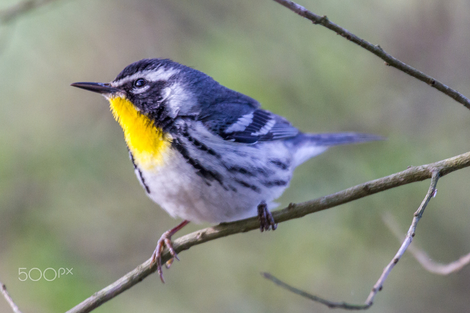 Canon EF 100-400mm F4.5-5.6L IS USM sample photo. Yellow-throated warbler photography
